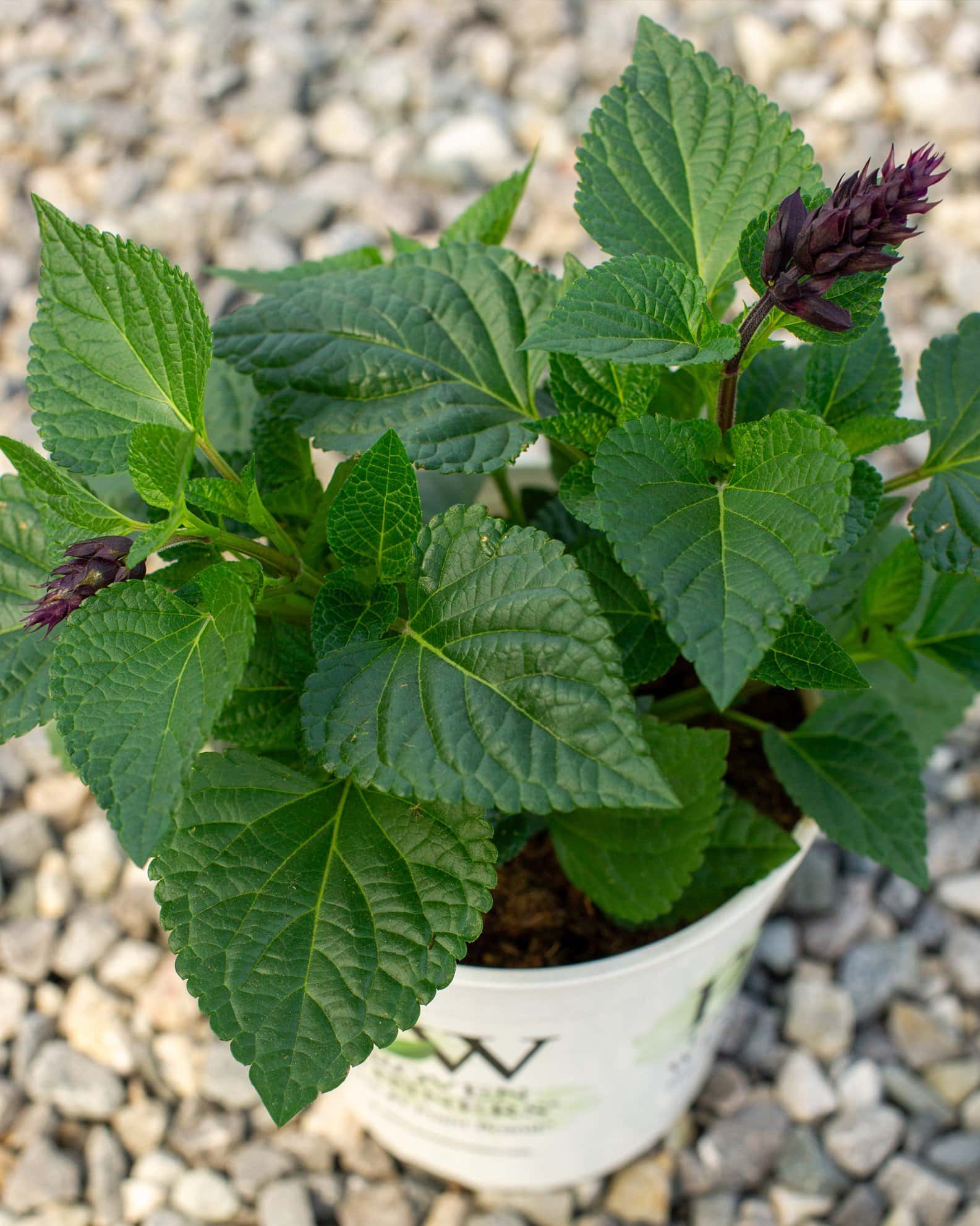Rockin' Deep Purple Salvia - Image 3