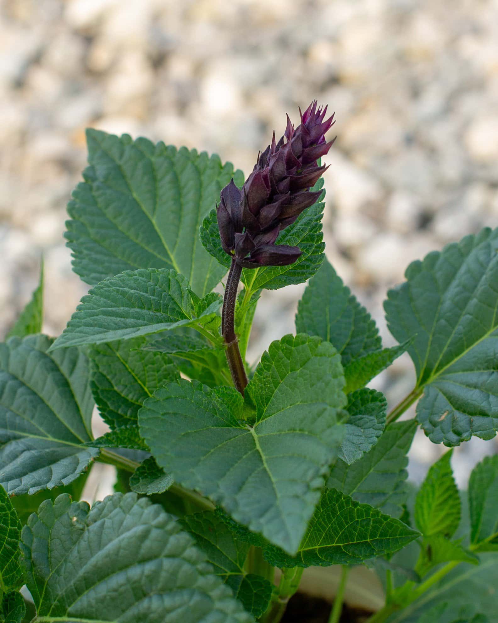 Rockin' Deep Purple Salvia - Image 5