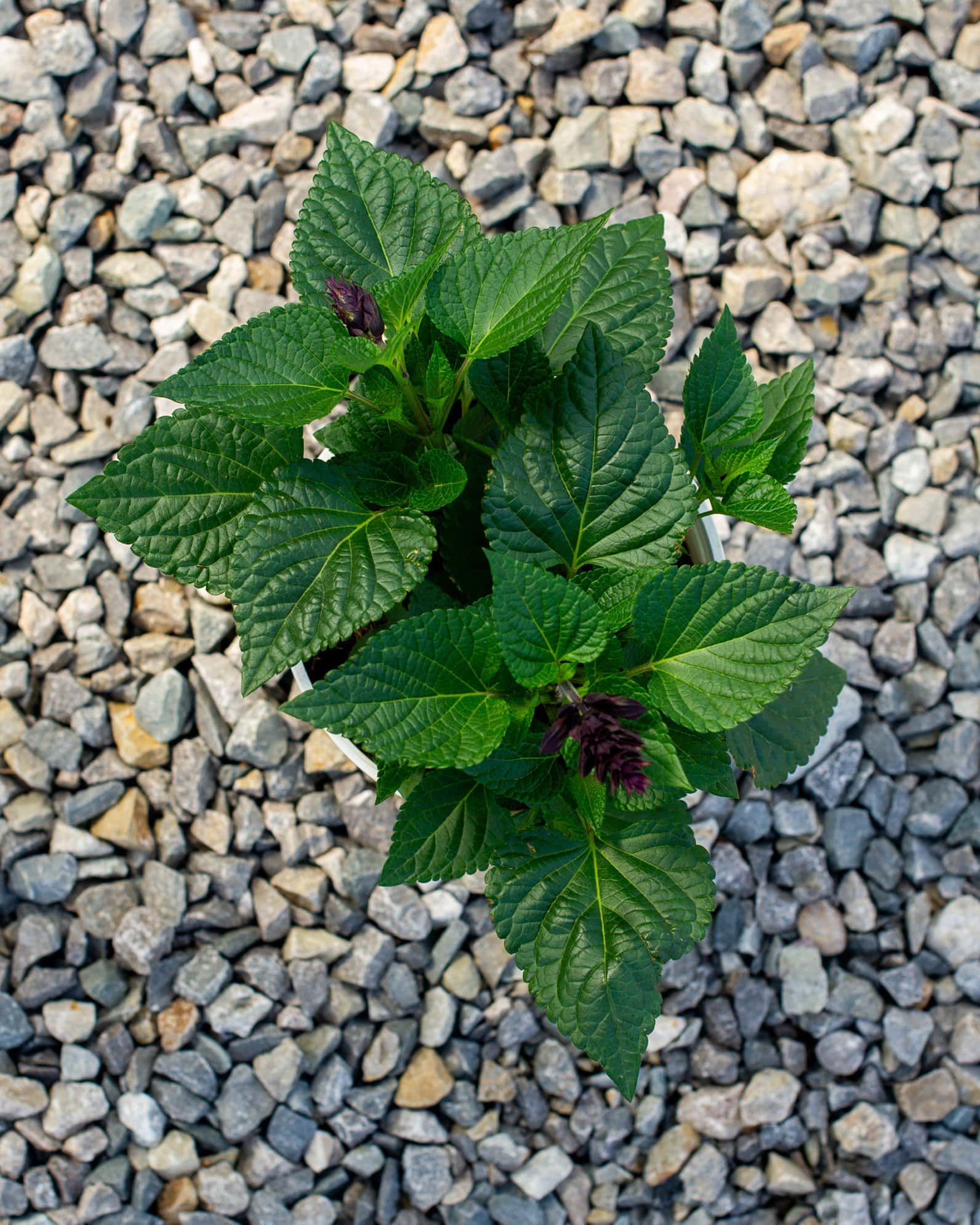 Rockin' Deep Purple Salvia - Image 6