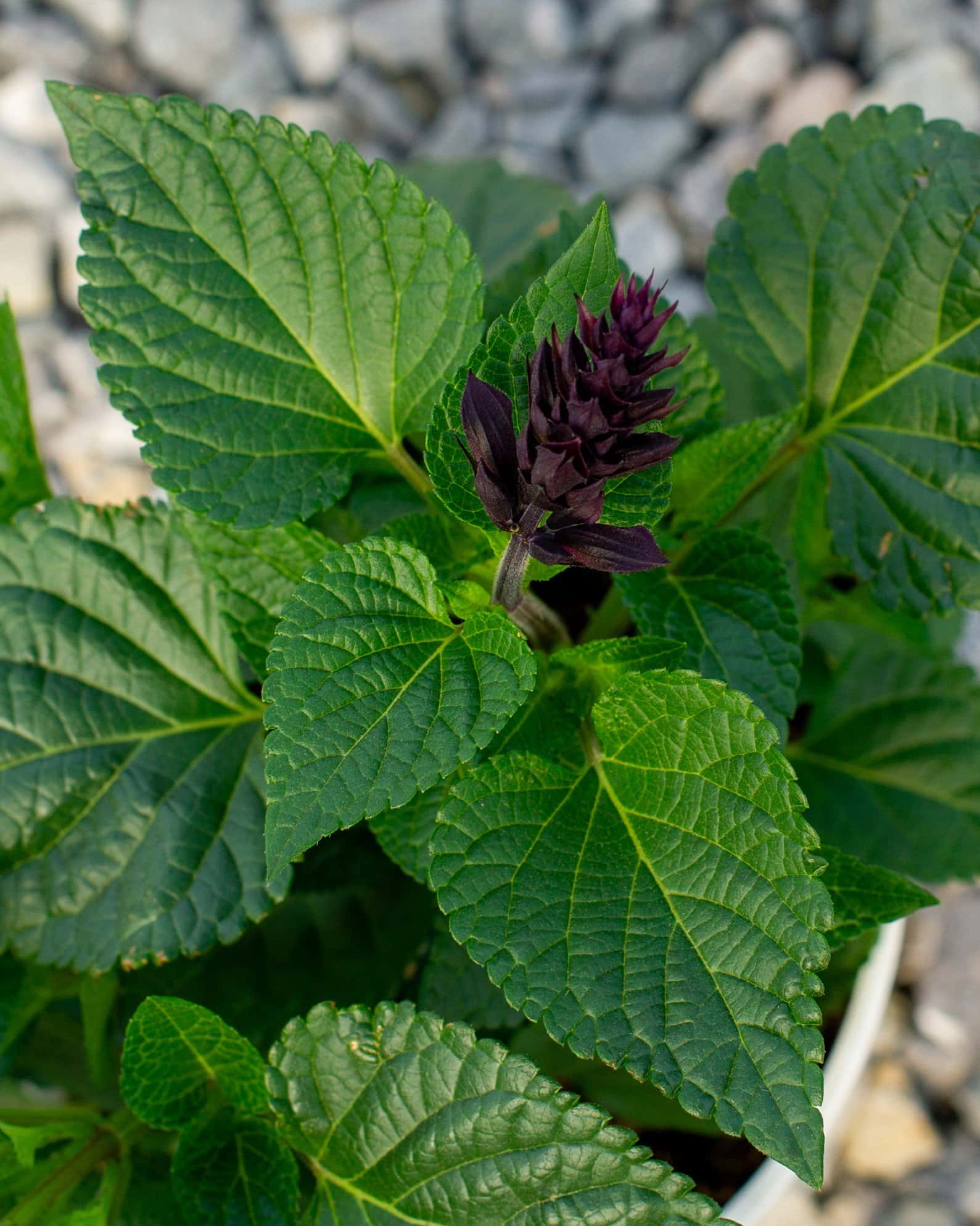 Rockin' Deep Purple Salvia - Image 1