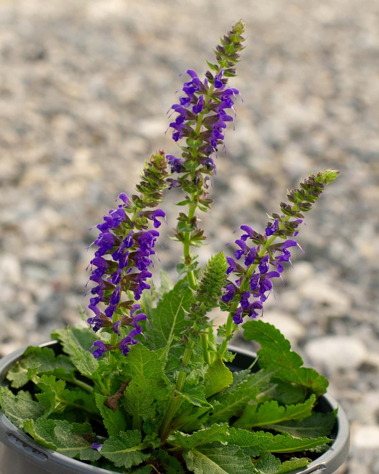 Sallyrosa April Night Salvia - Main Image