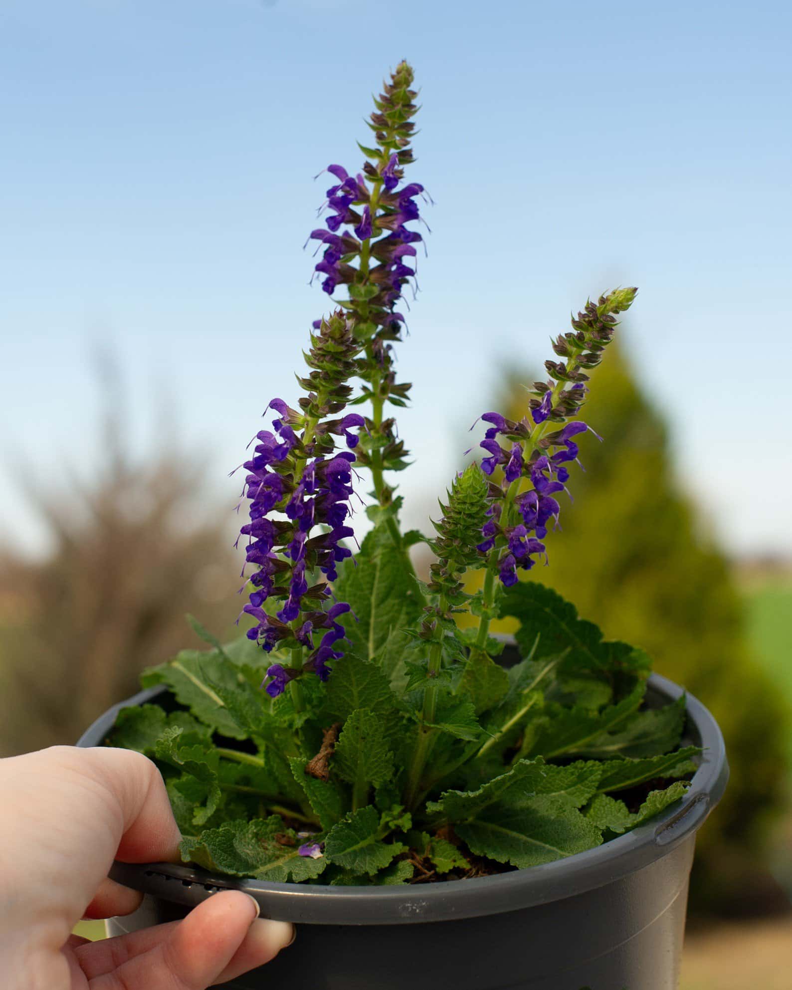 Sallyrosa April Night Salvia - Image 3