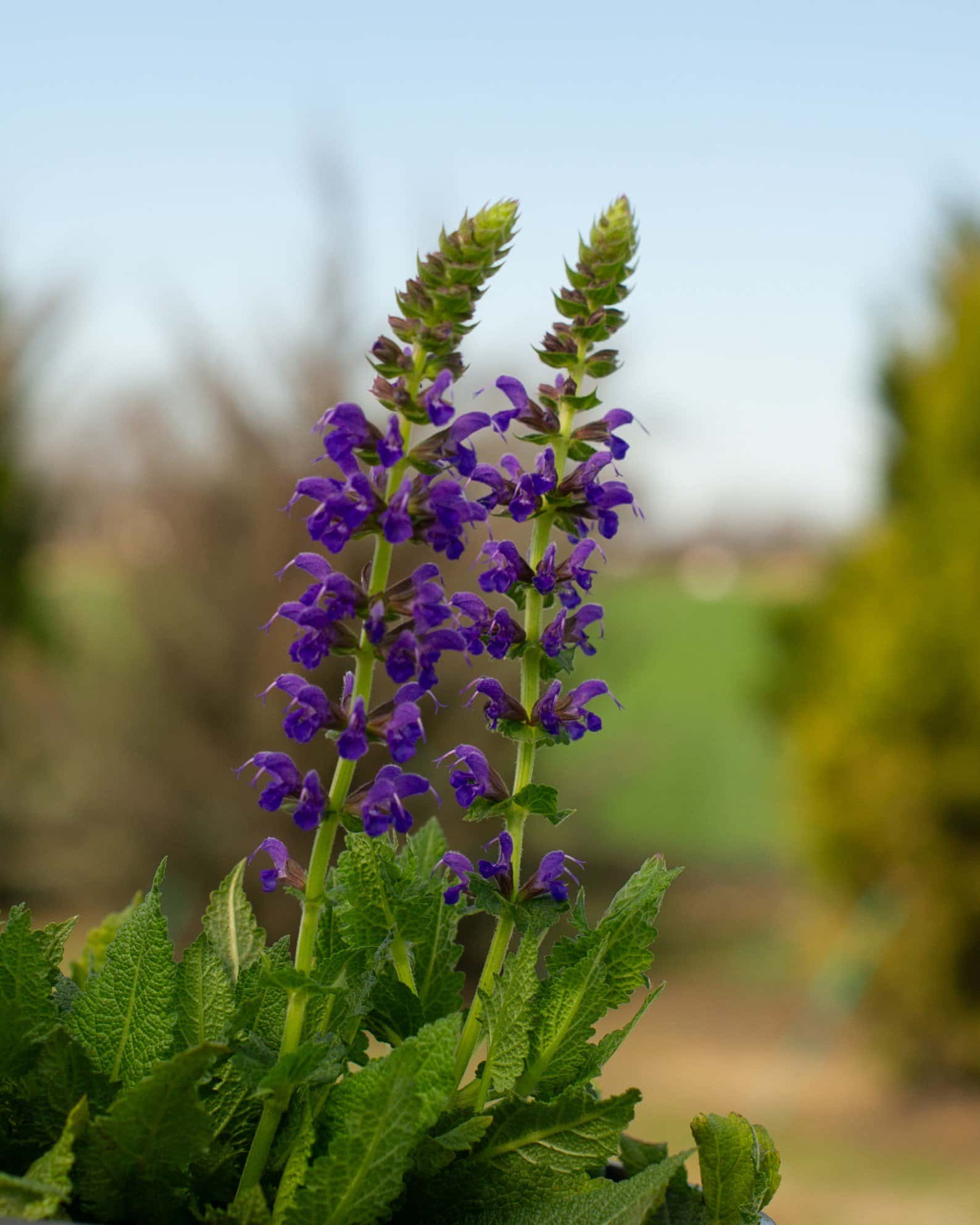 Sallyrosa April Night Salvia - Image 5