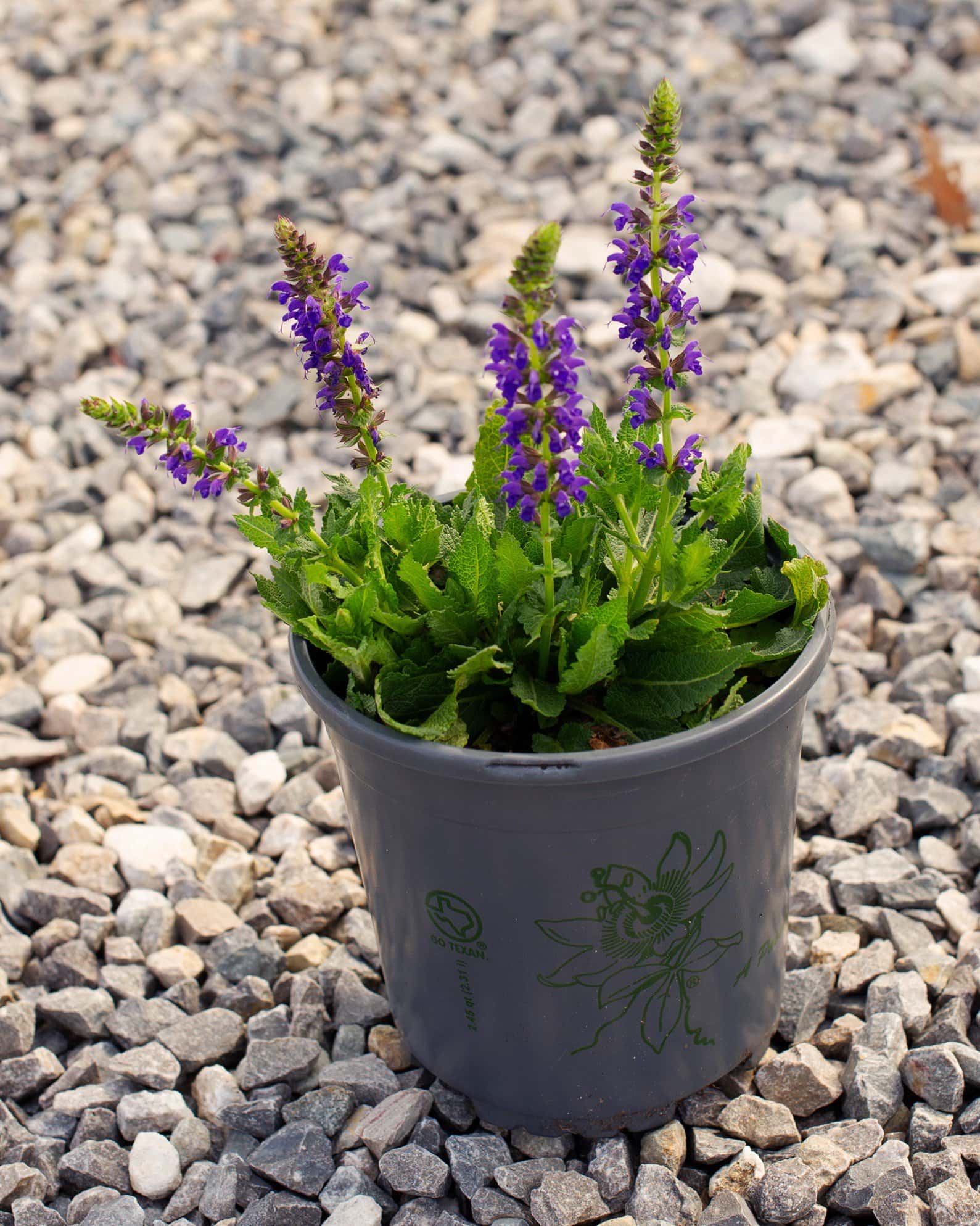 Sallyrosa April Night Salvia - Image 6