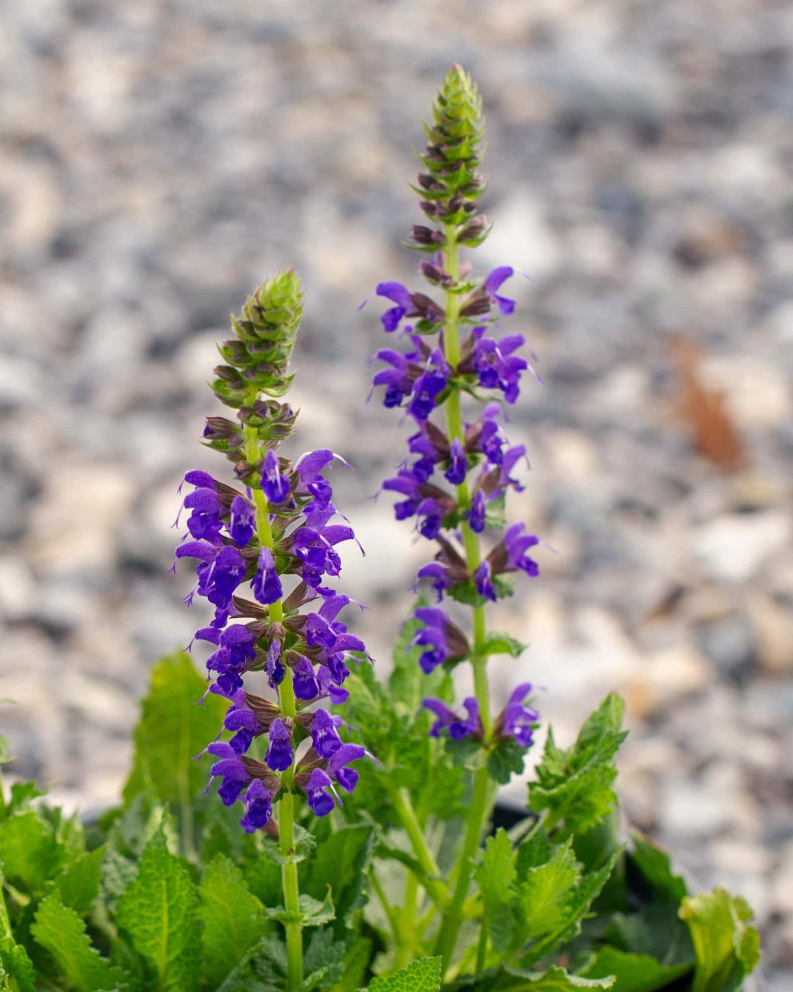 Sallyrosa April Night Salvia - Image 7