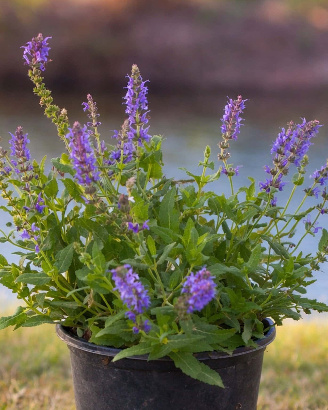 Blue Hill Salvia - Main Image