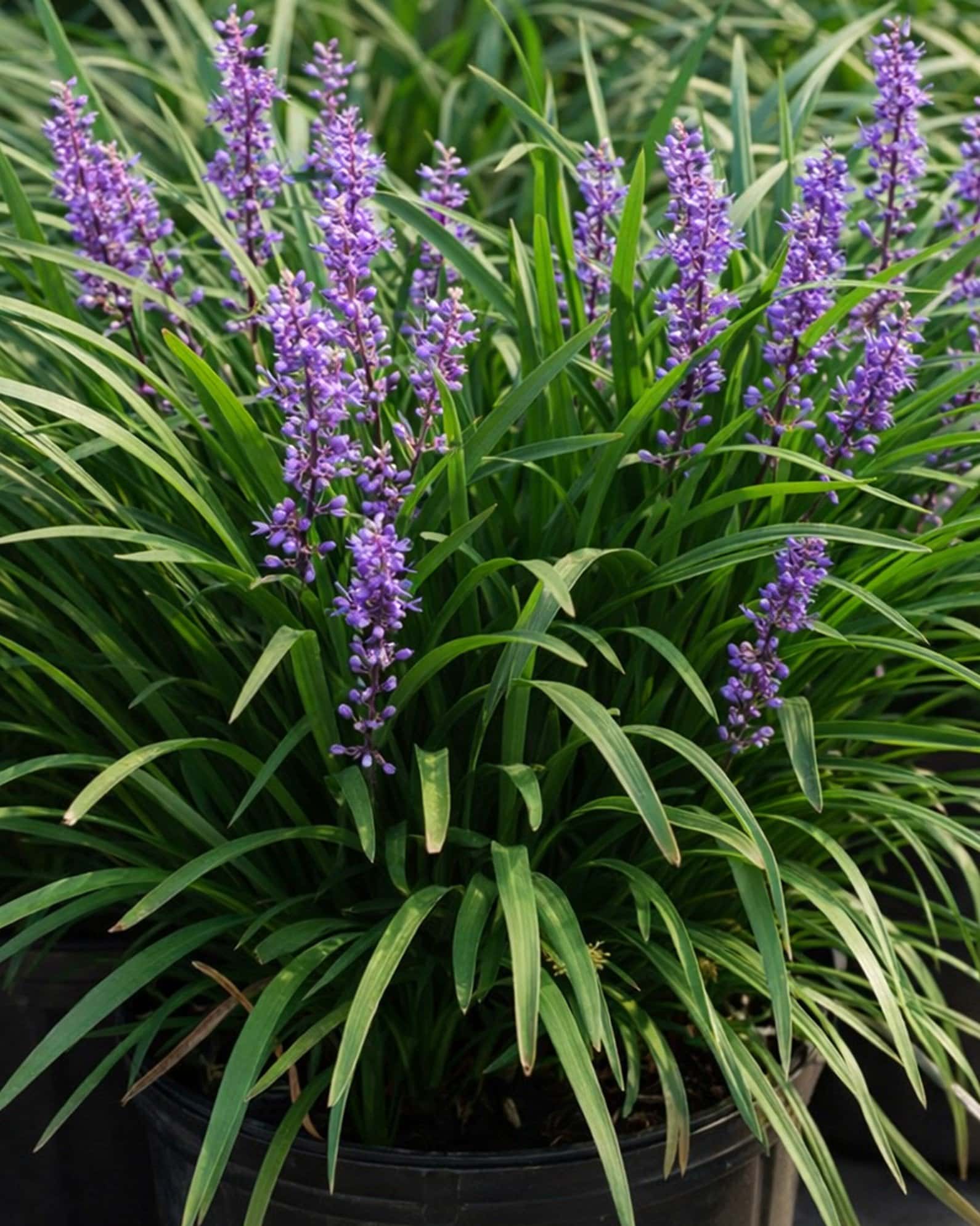 Super Blue Liriope - Main Image