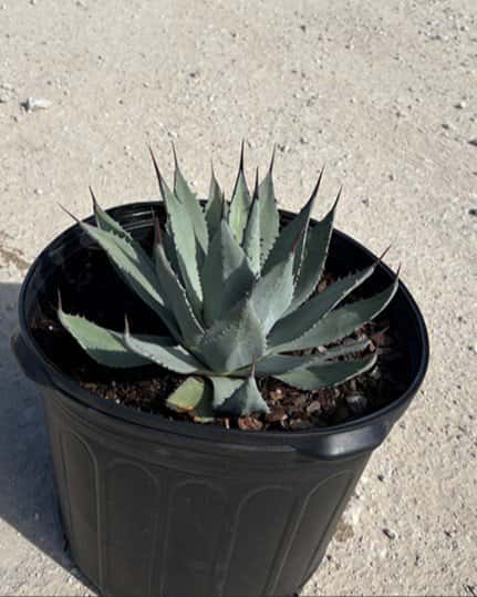 Sedona Agave - Main Image