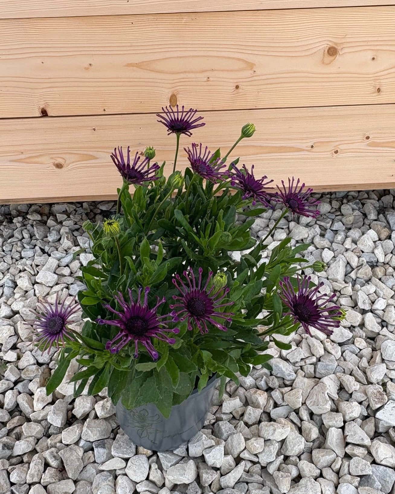 Spider Purple African Daisy - Main Image