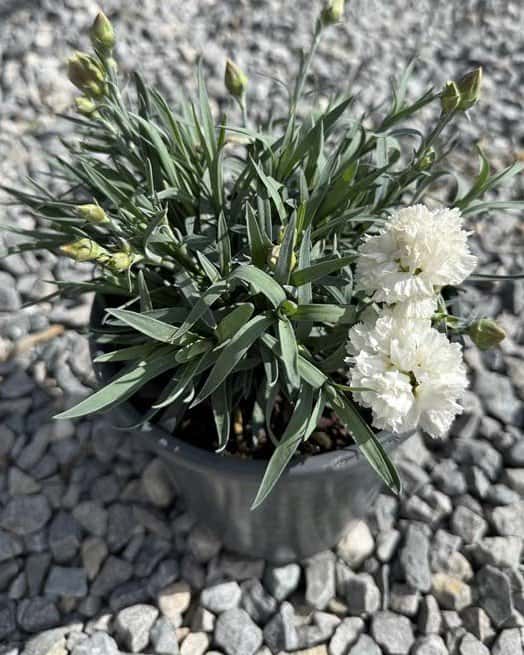 Vivacia White Dianthus - Main Image