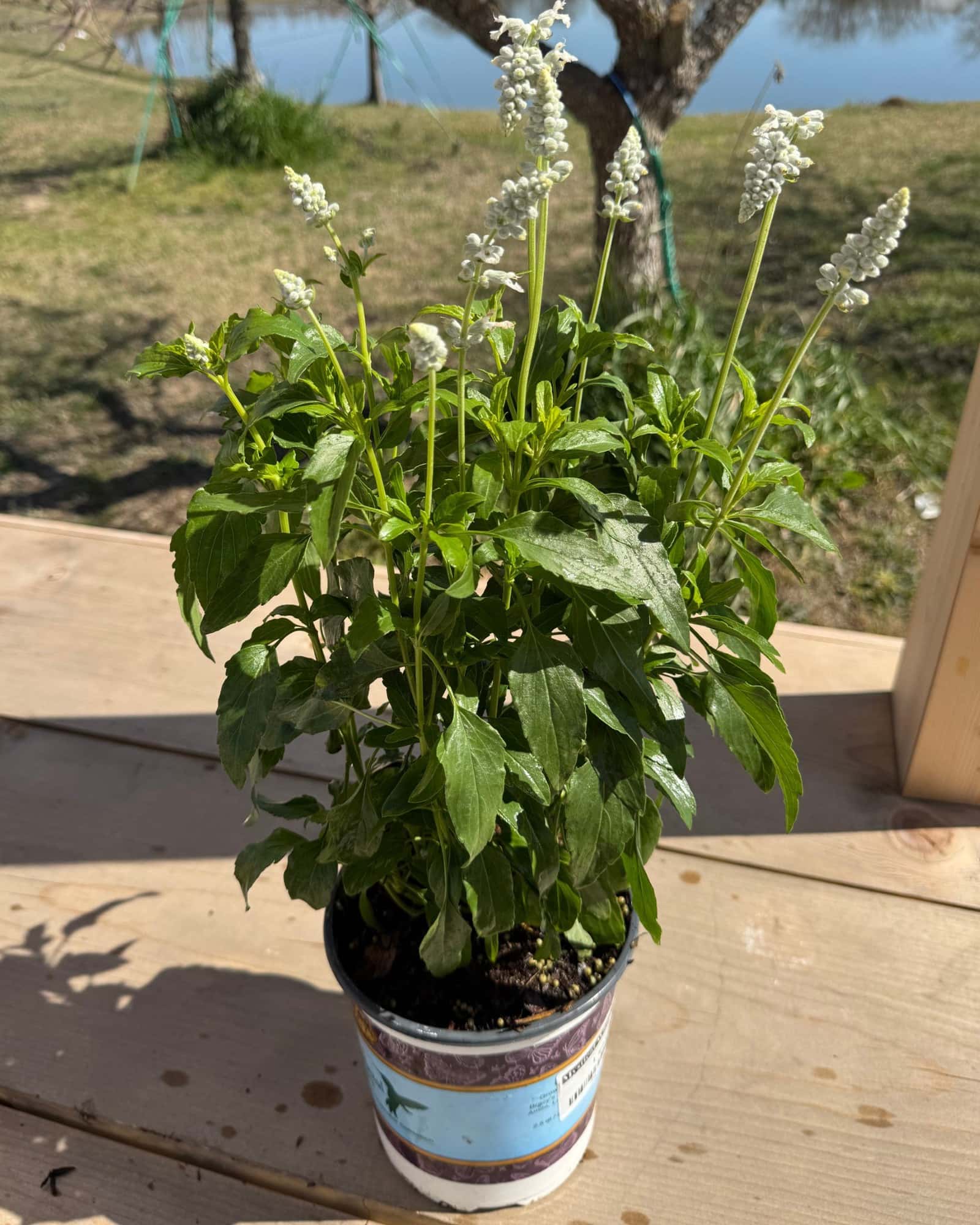 Mystical White Salvia - Main Image