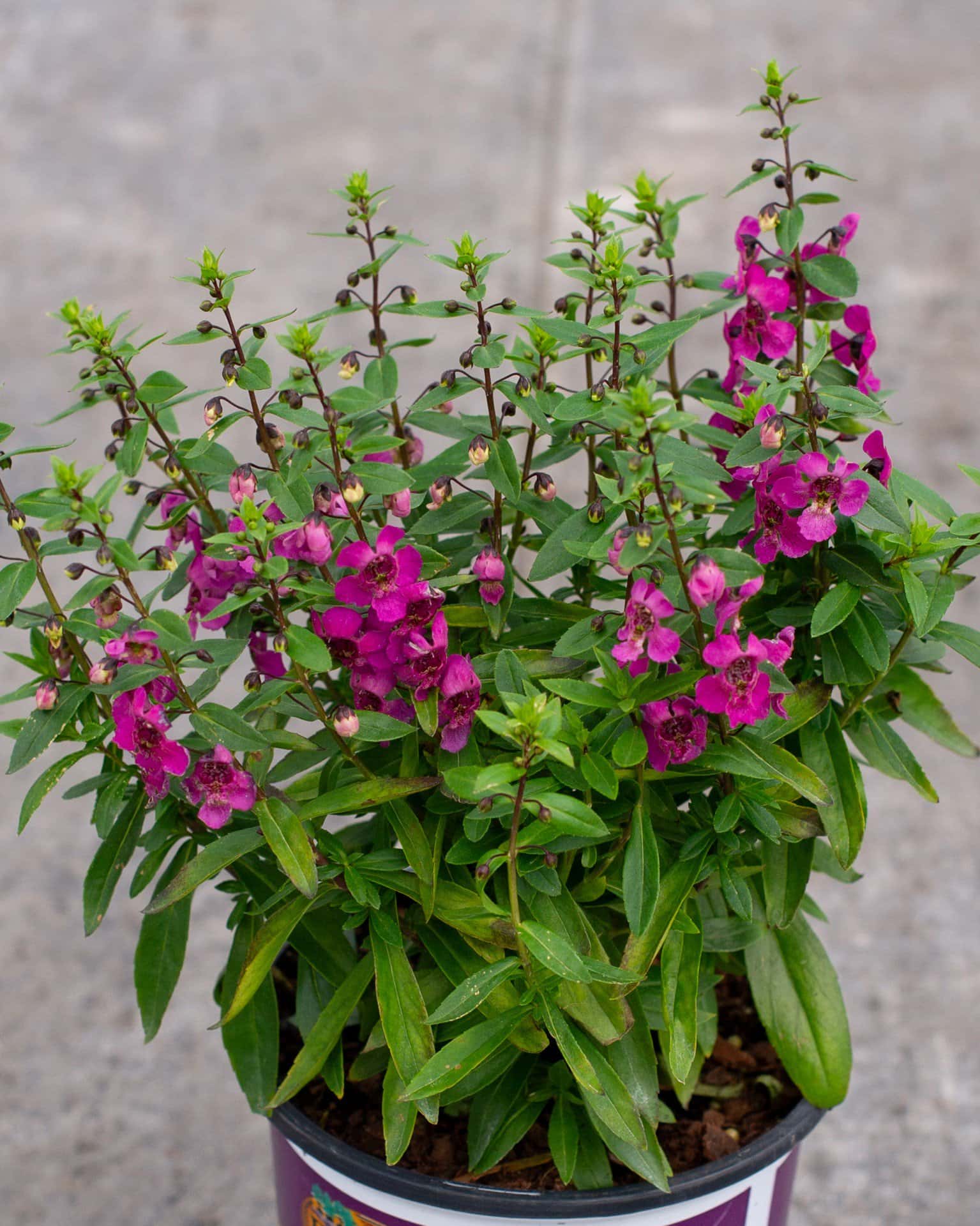 Archangel Raspberry Angelonia - Image 3