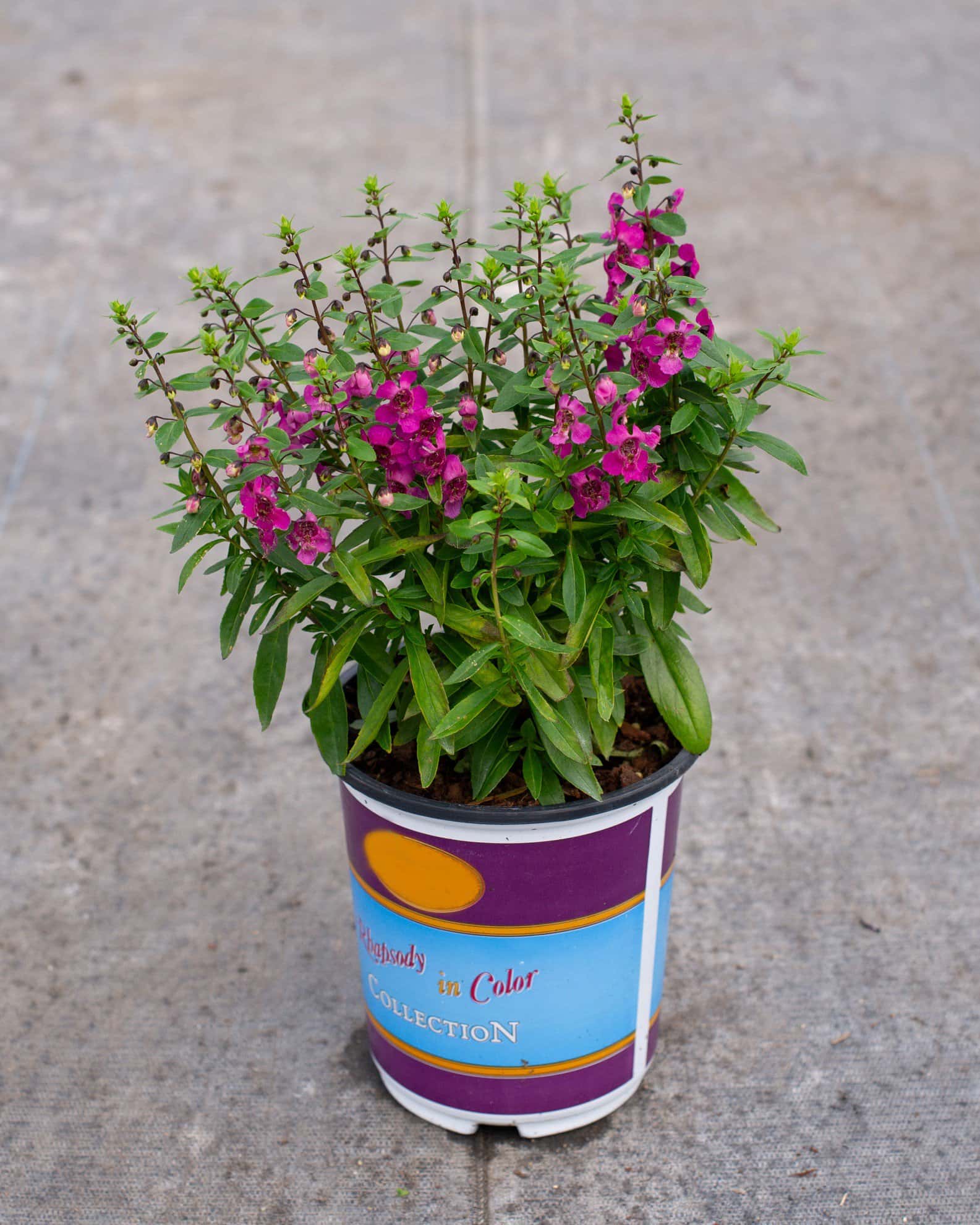 Archangel Raspberry Angelonia - Image 4
