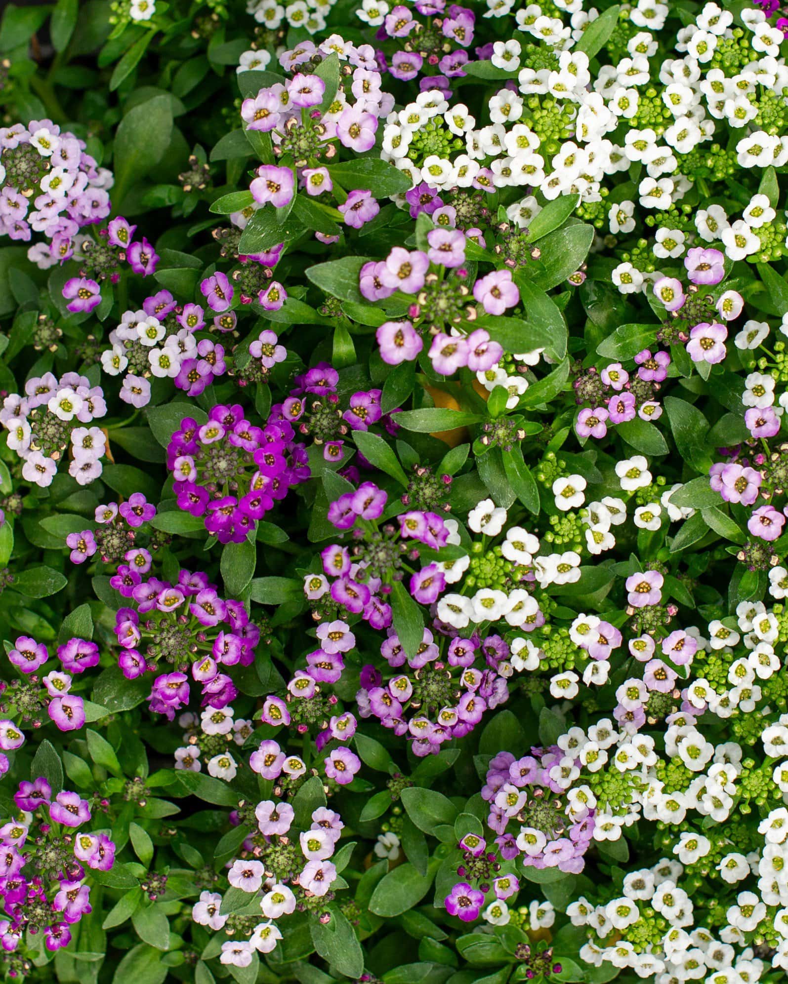 Clear Crystal Mix Alyssum - Image 1