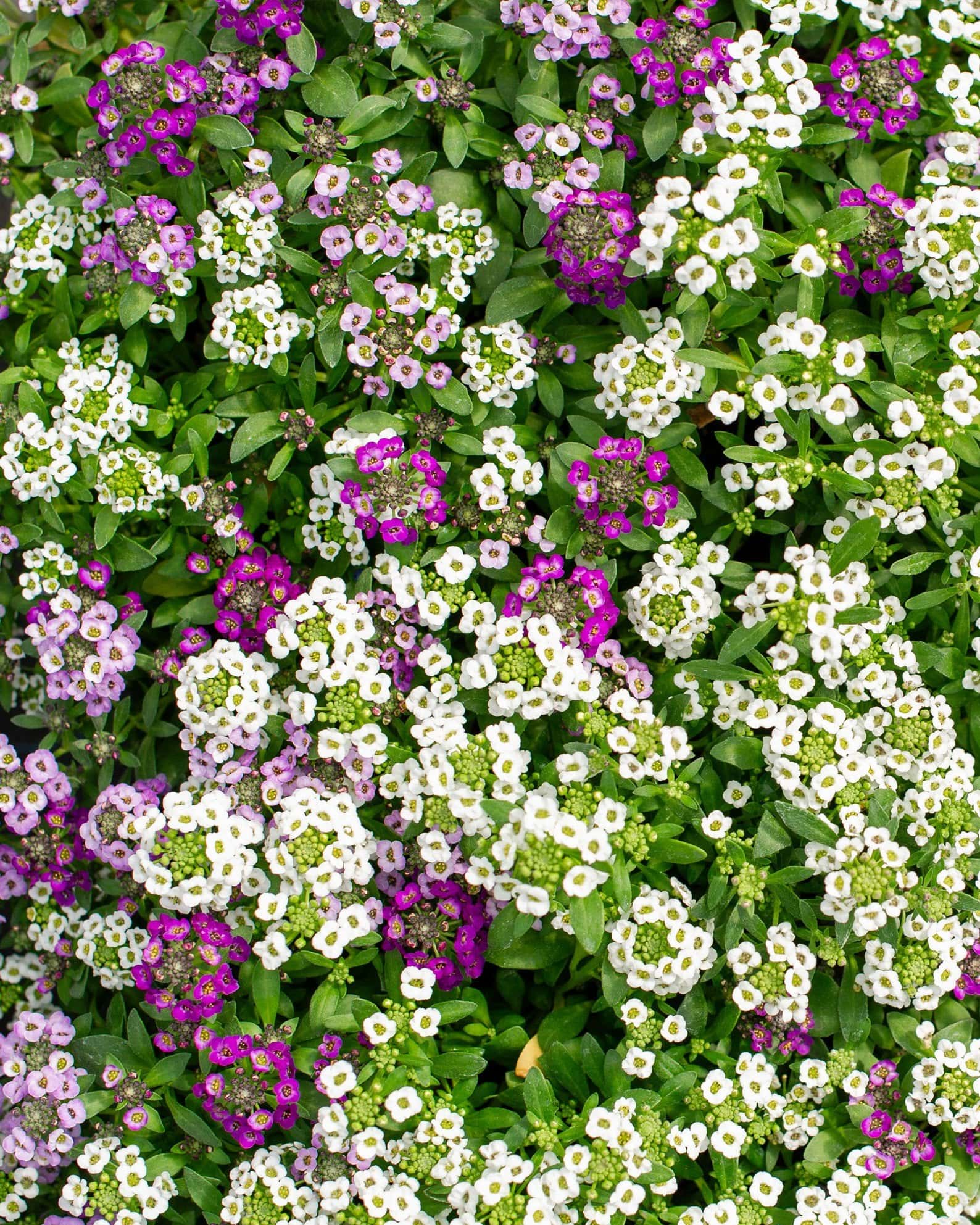 Clear Crystal Mix Alyssum - Image 2