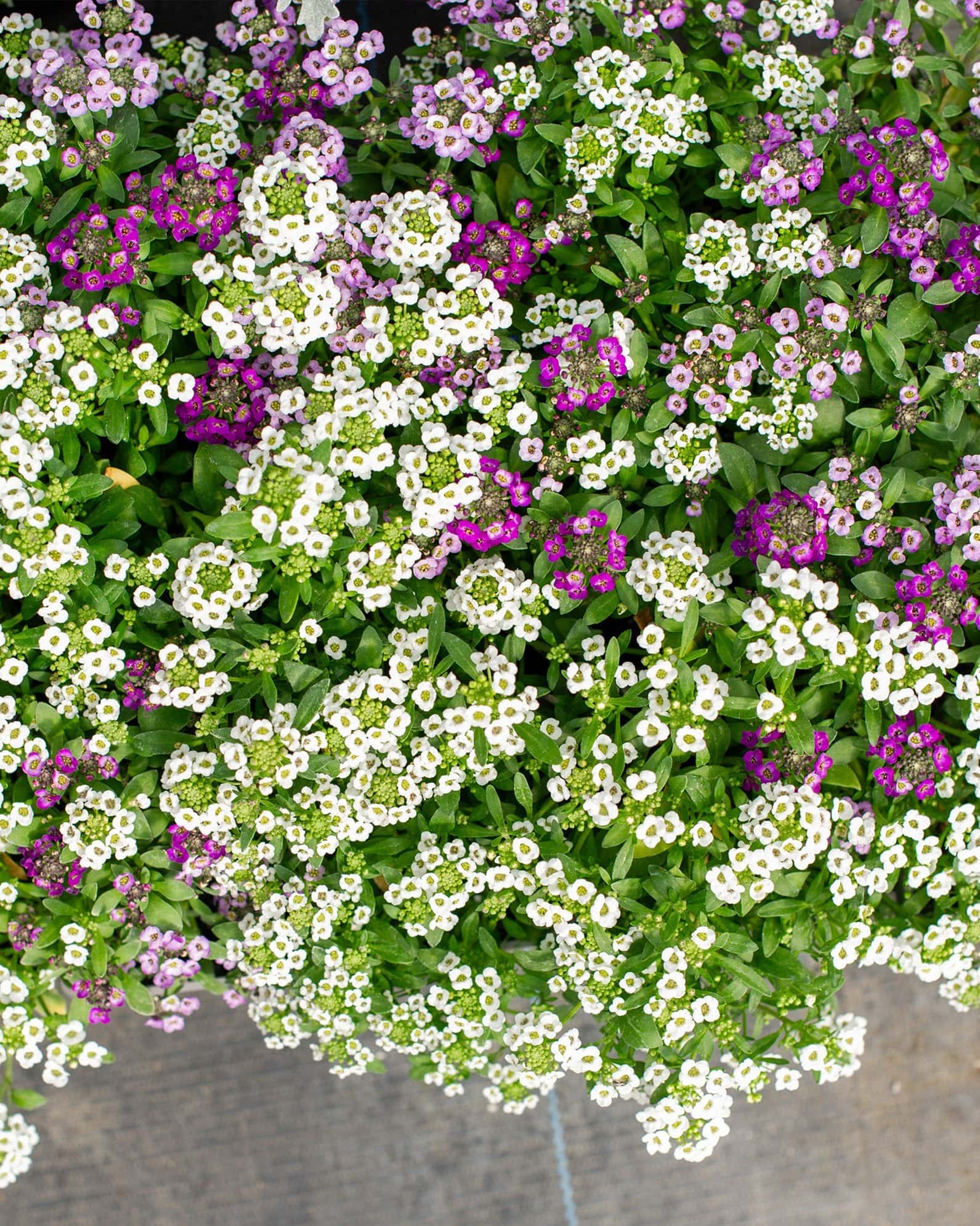 Clear Crystal Mix Alyssum - Image 3