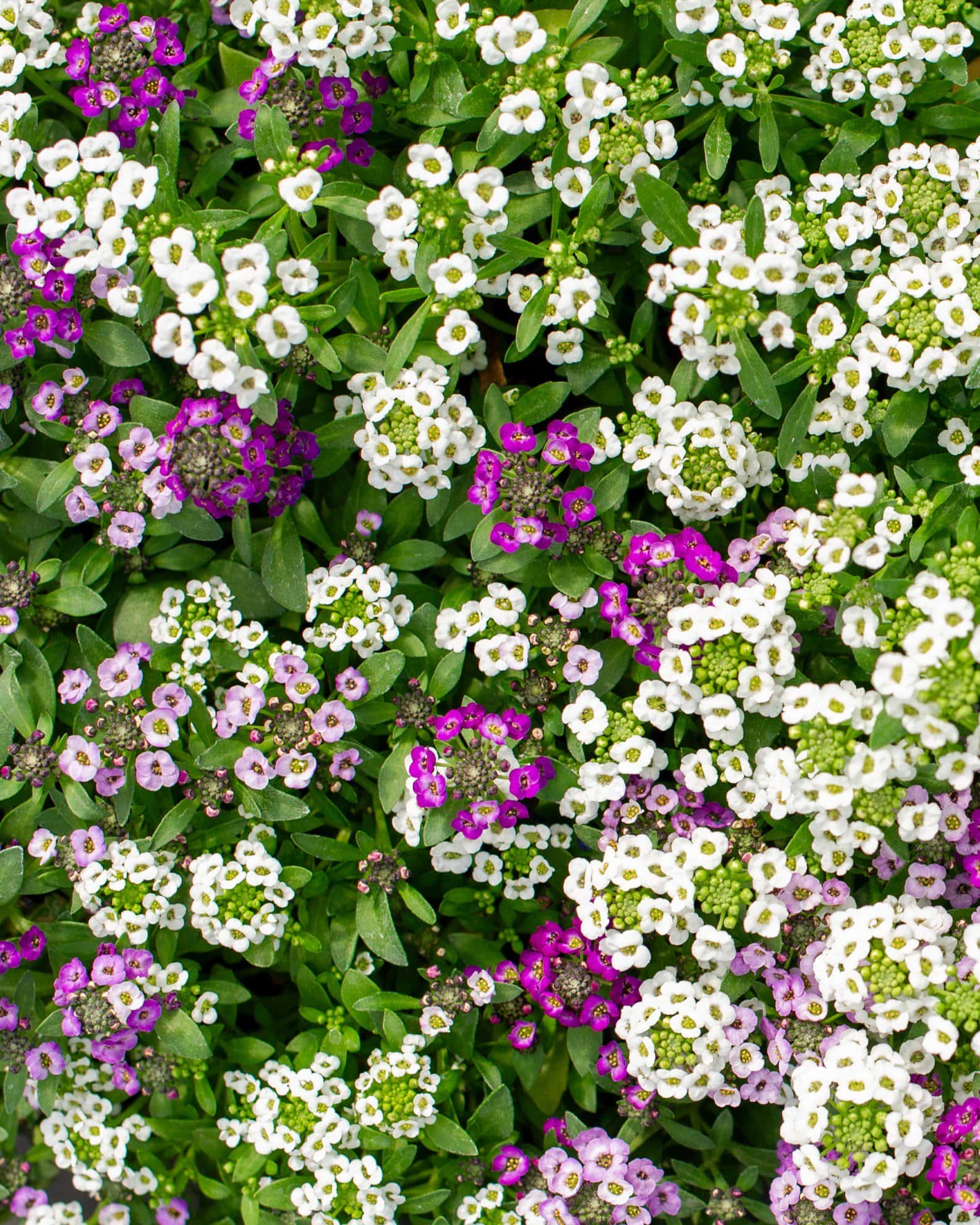 Clear Crystal Mix Alyssum - Image 4