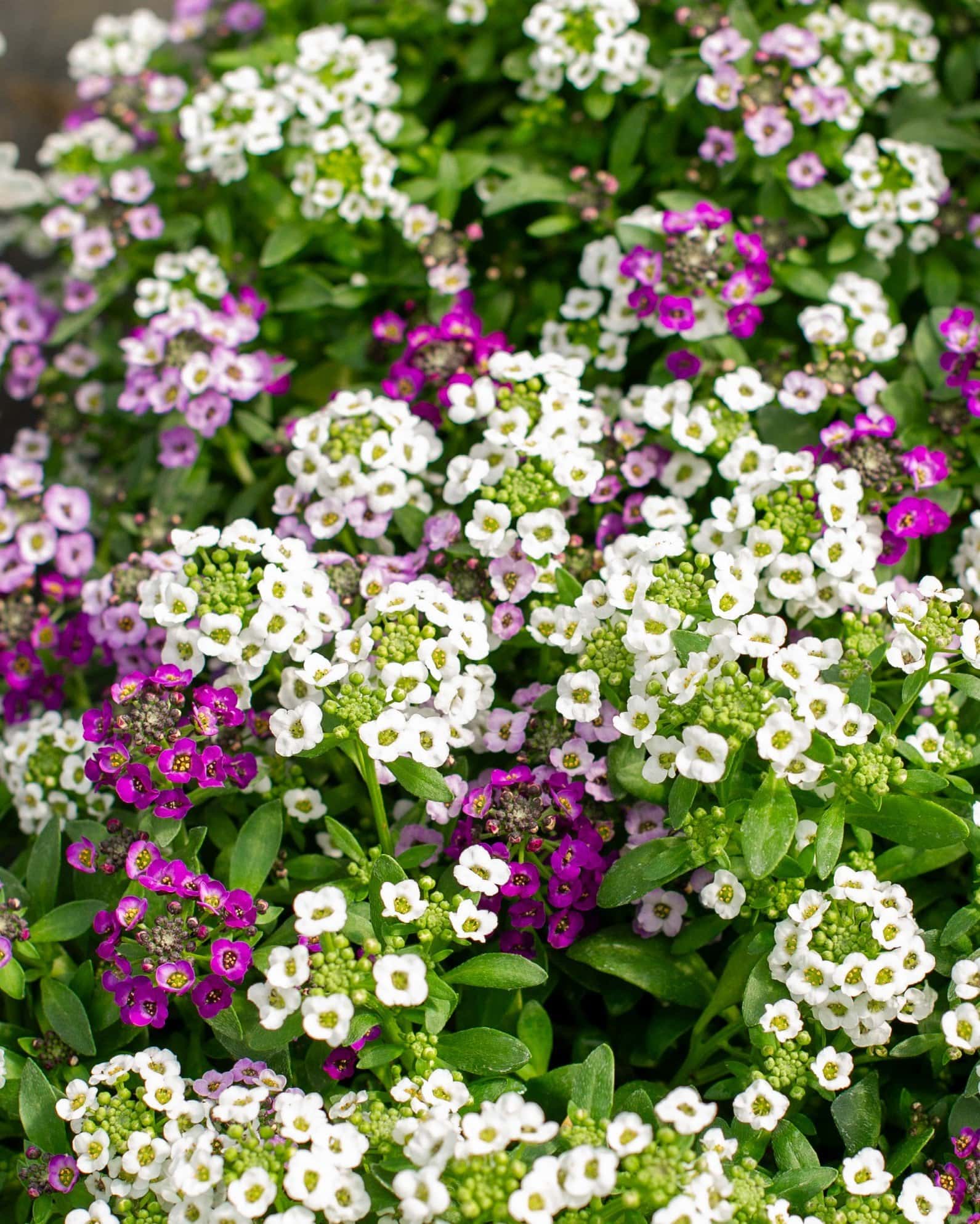 Clear Crystal Mix Alyssum - Main Image
