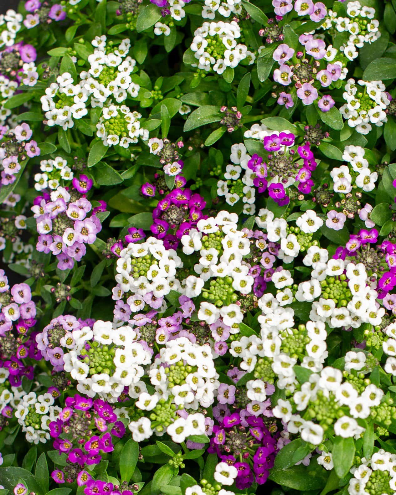 Clear Crystal Mix Alyssum - Image 5