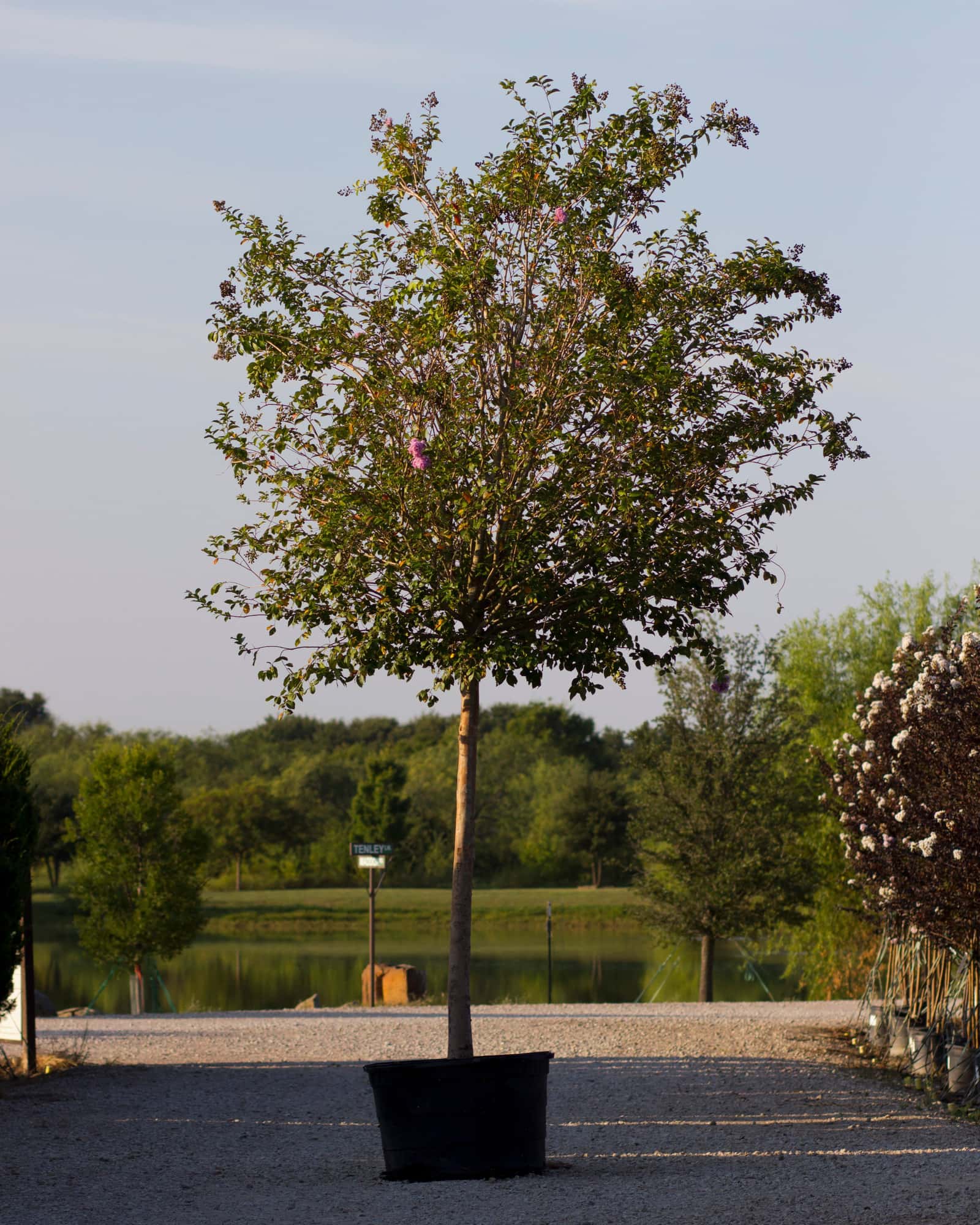 Muskogee Crape Myrtle Single Trunk - Main Image