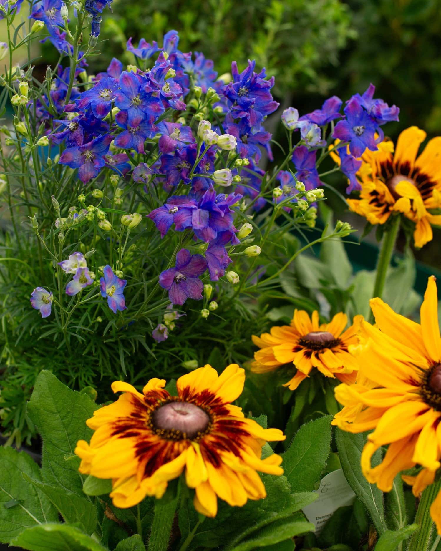 Diamonds Blue Delphinium - Image 4