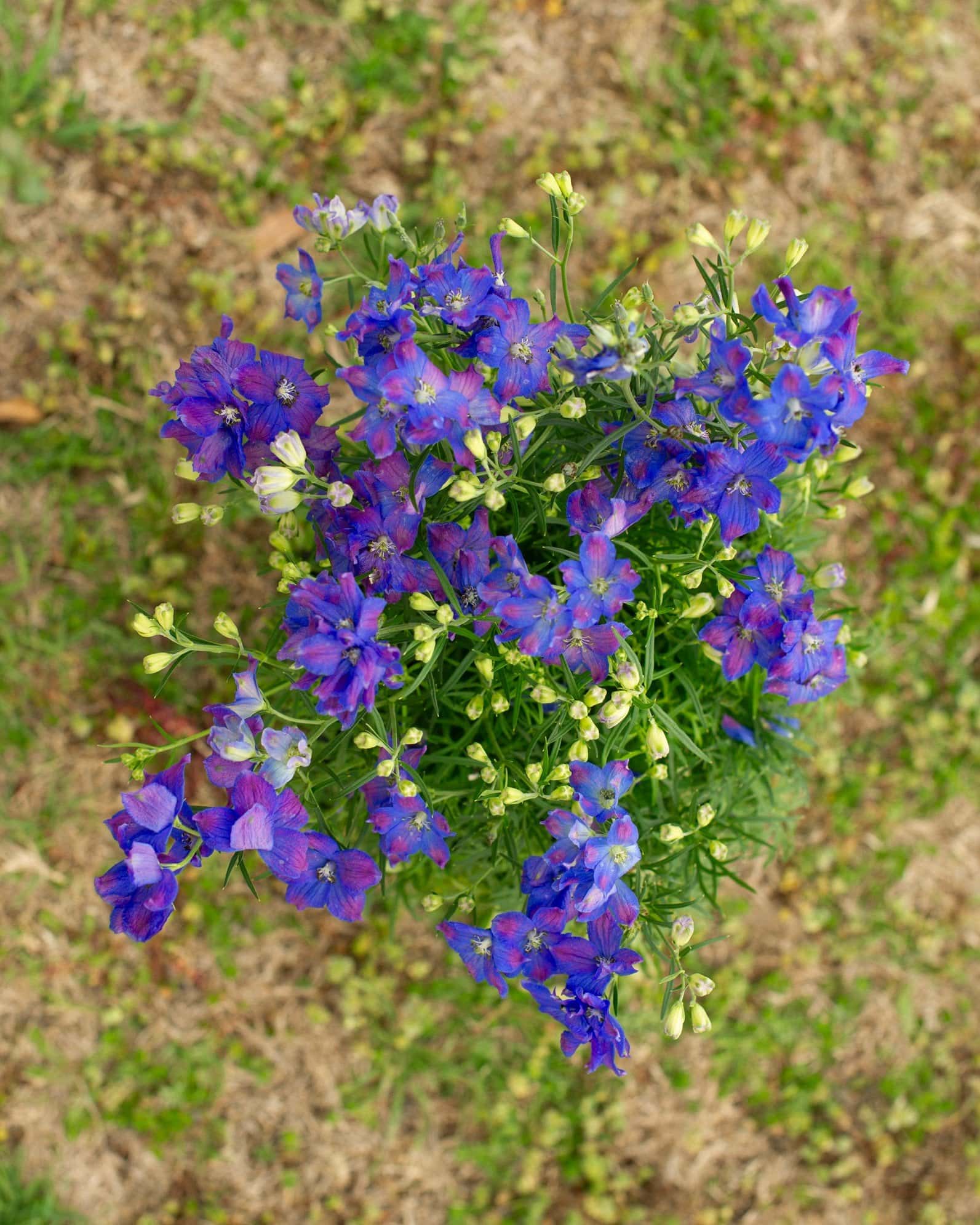 Diamonds Blue Delphinium - Image 7