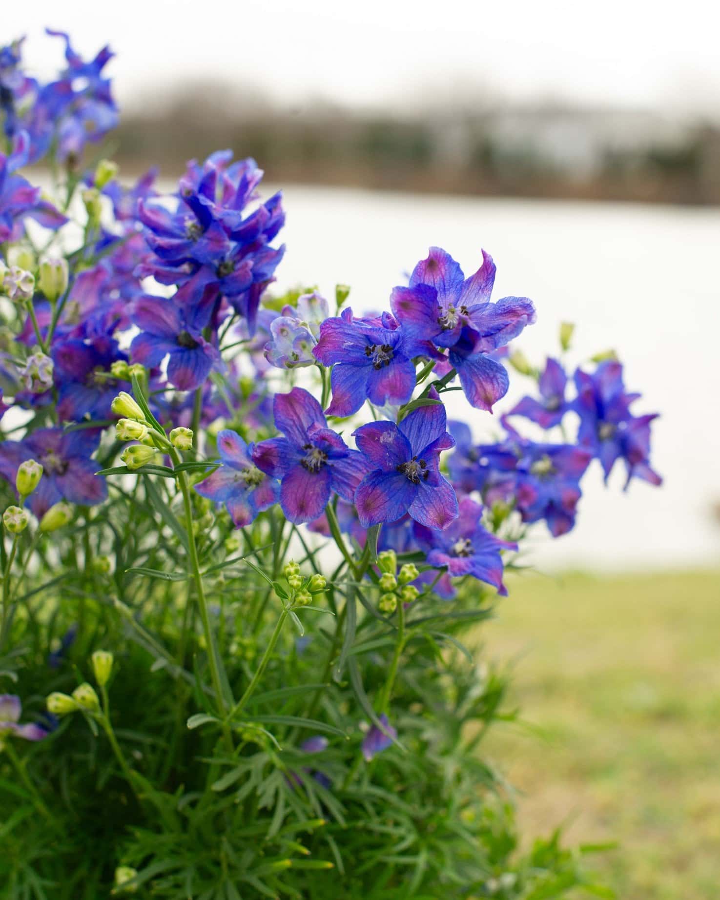 Diamonds Blue Delphinium - Image 1