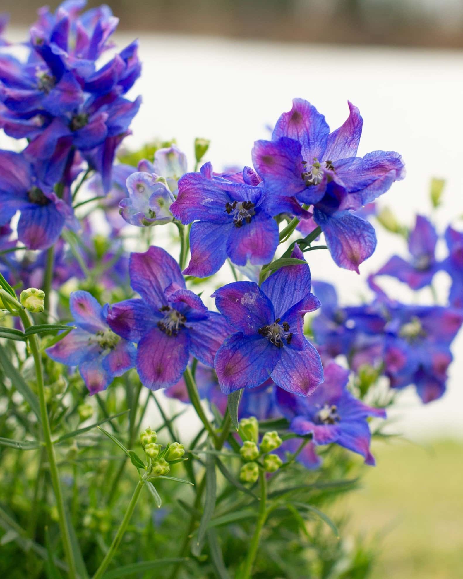 Diamonds Blue Delphinium - Image 2