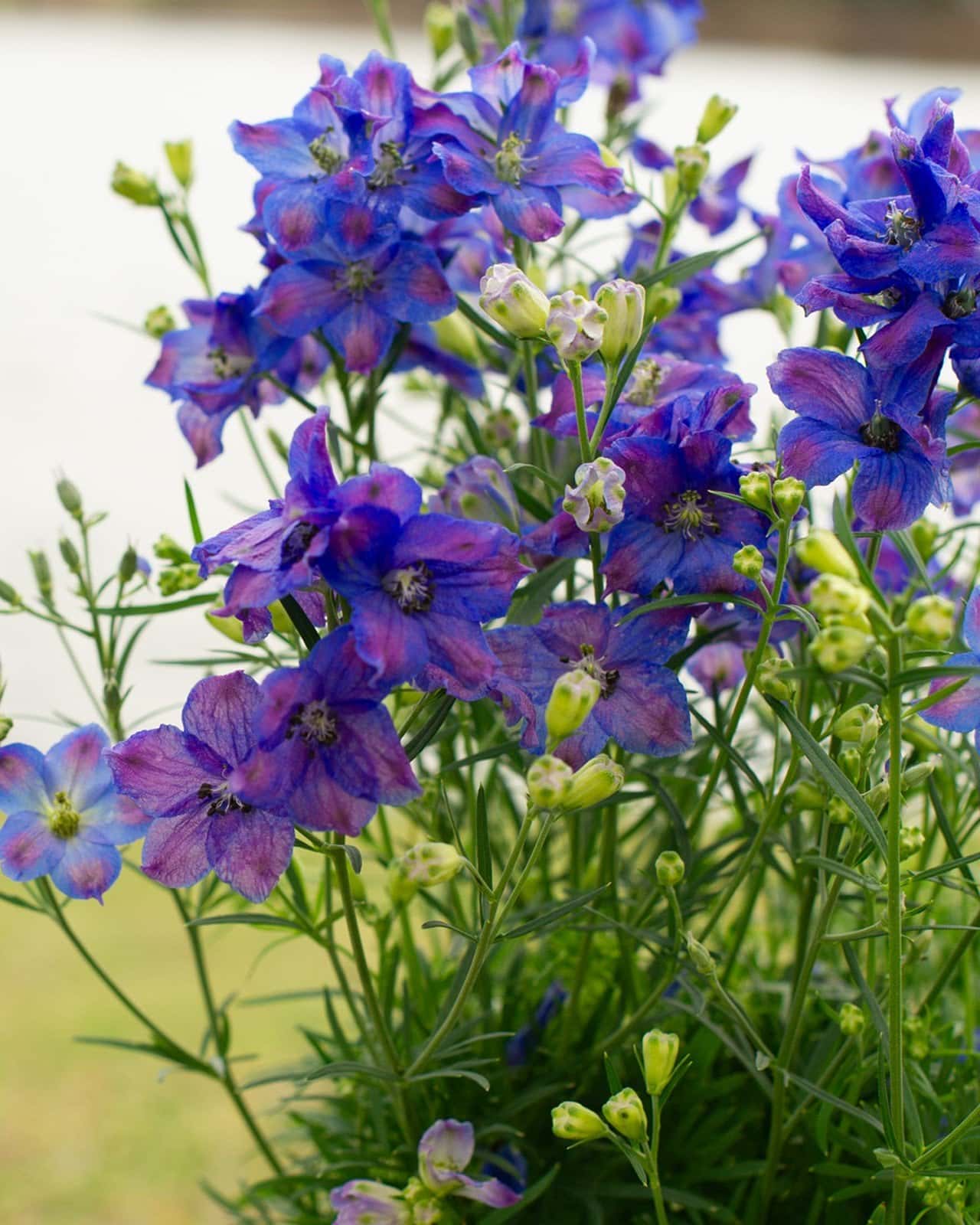 Diamonds Blue Delphinium - Image 3