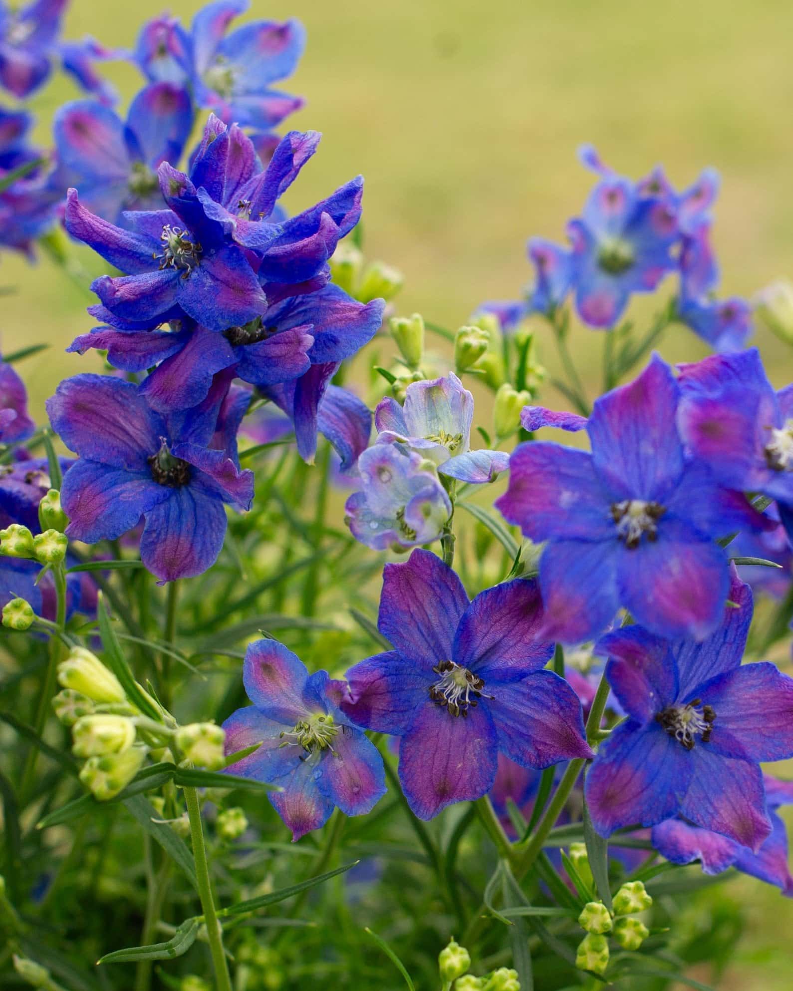 Diamonds Blue Delphinium - Image 5