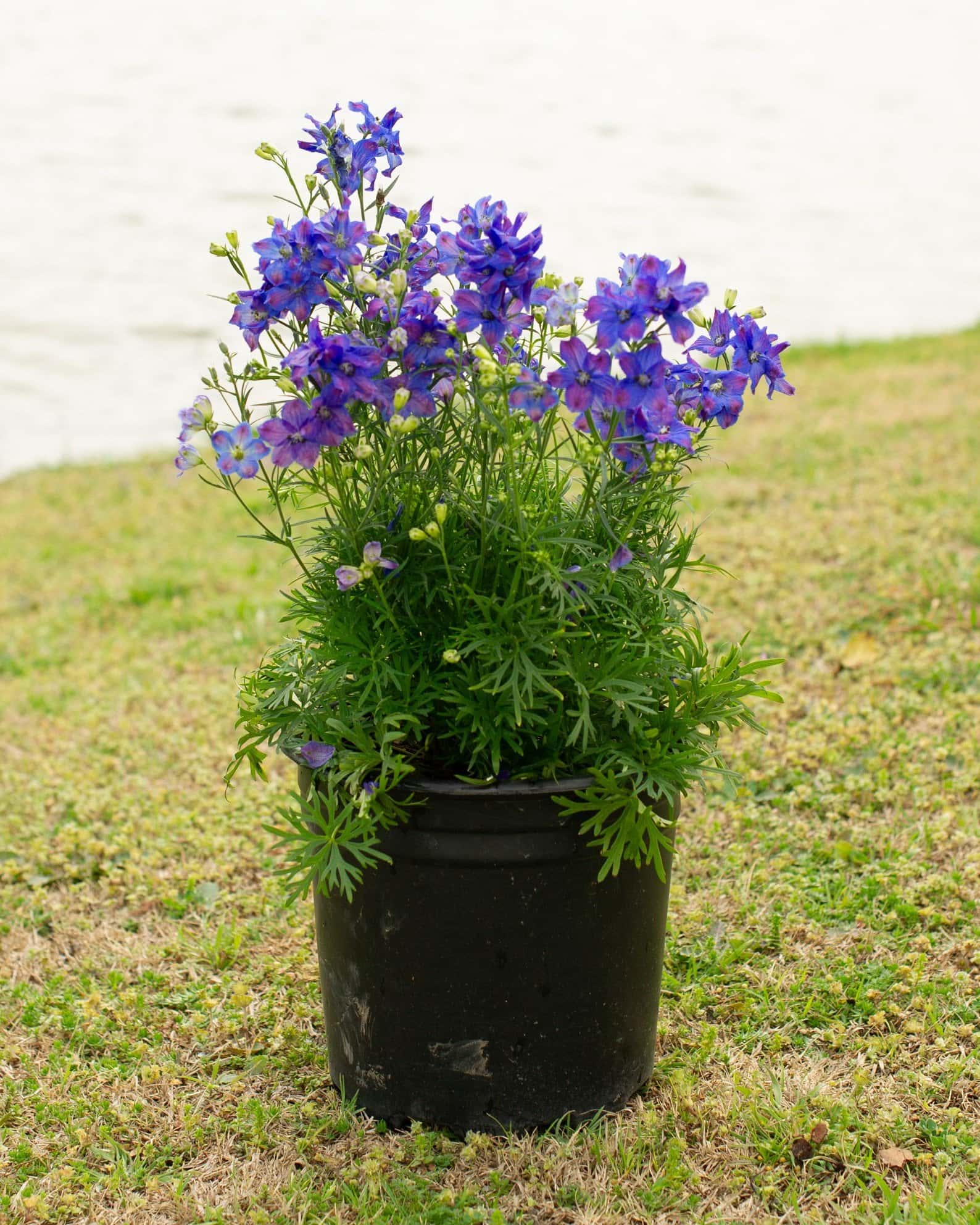 Diamonds Blue Delphinium - Image 6