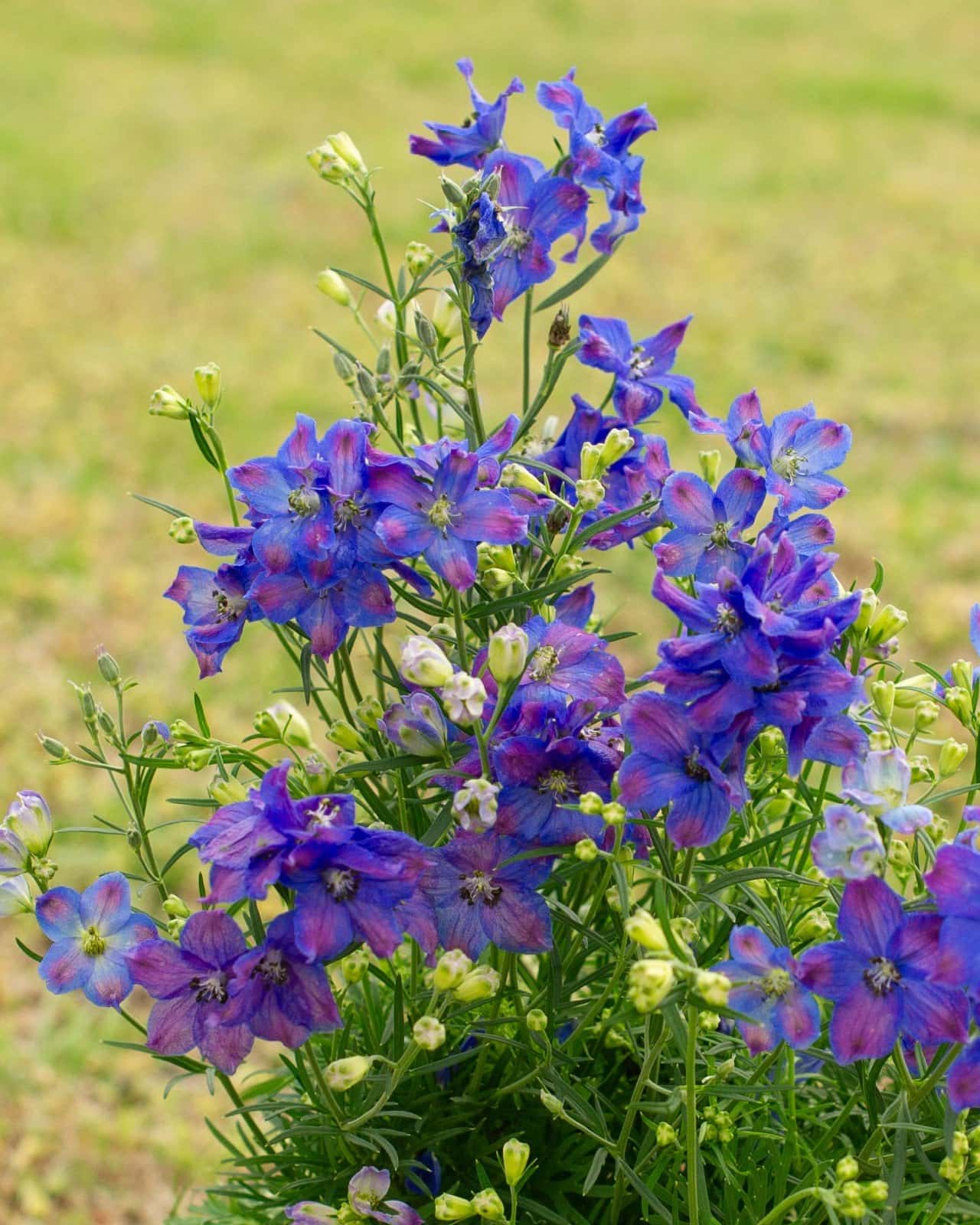Diamonds Blue Delphinium - Main Image