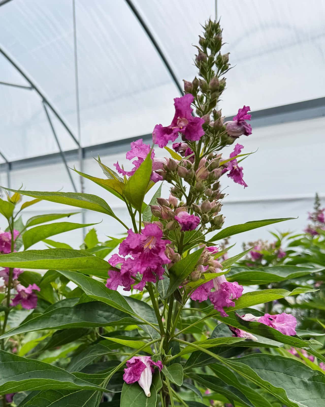 El Nino Desert Orchid Chitalpa Tree Form - Main Image