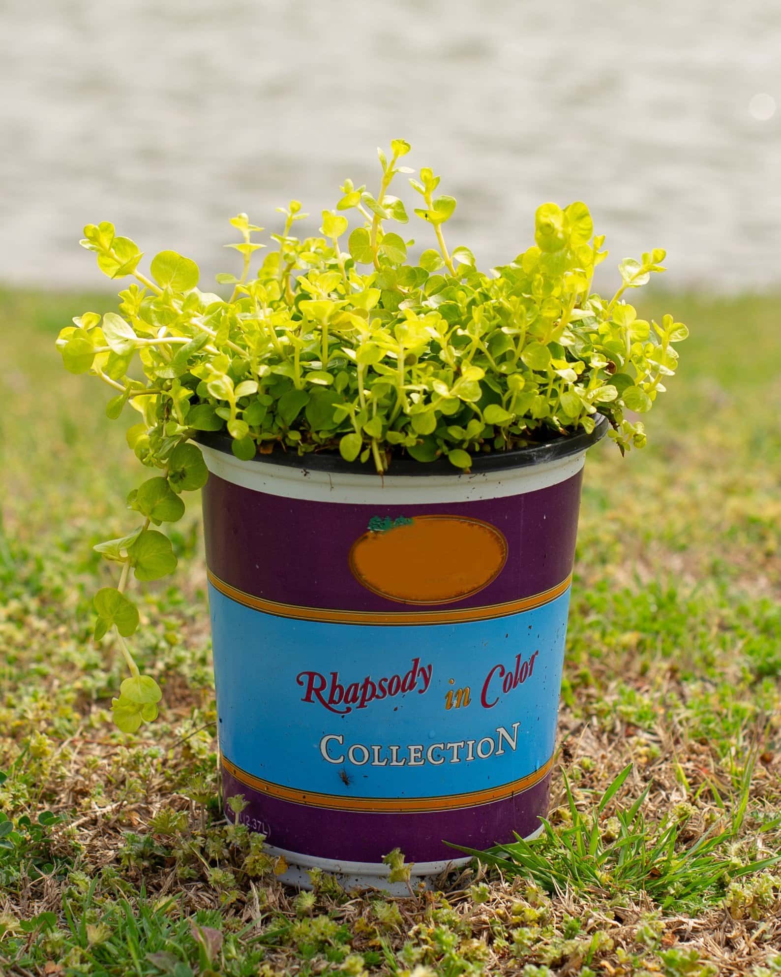 Goldilocks Creeping Jenny - Image 4