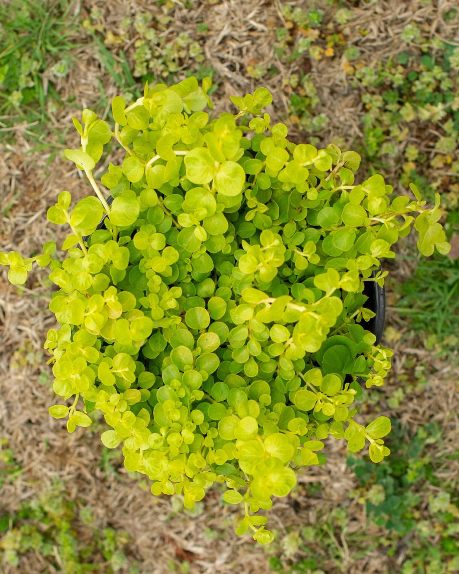 Goldilocks Creeping Jenny - Image 1