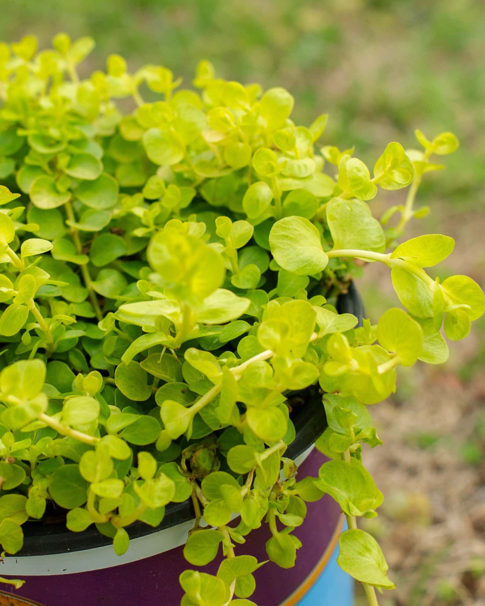 Goldilocks Creeping Jenny - Image 3