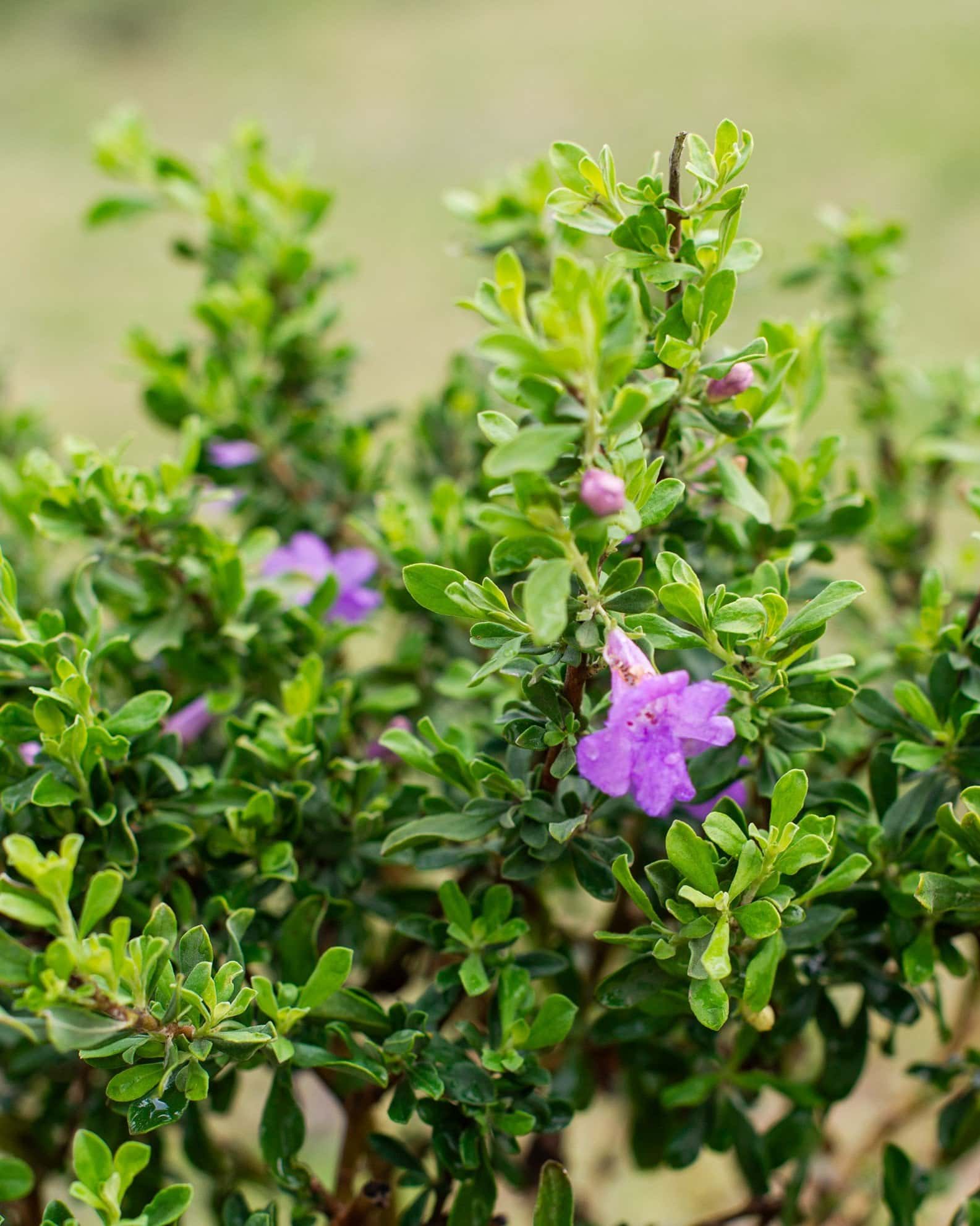 Purple Rain Texas Sage - Main Image