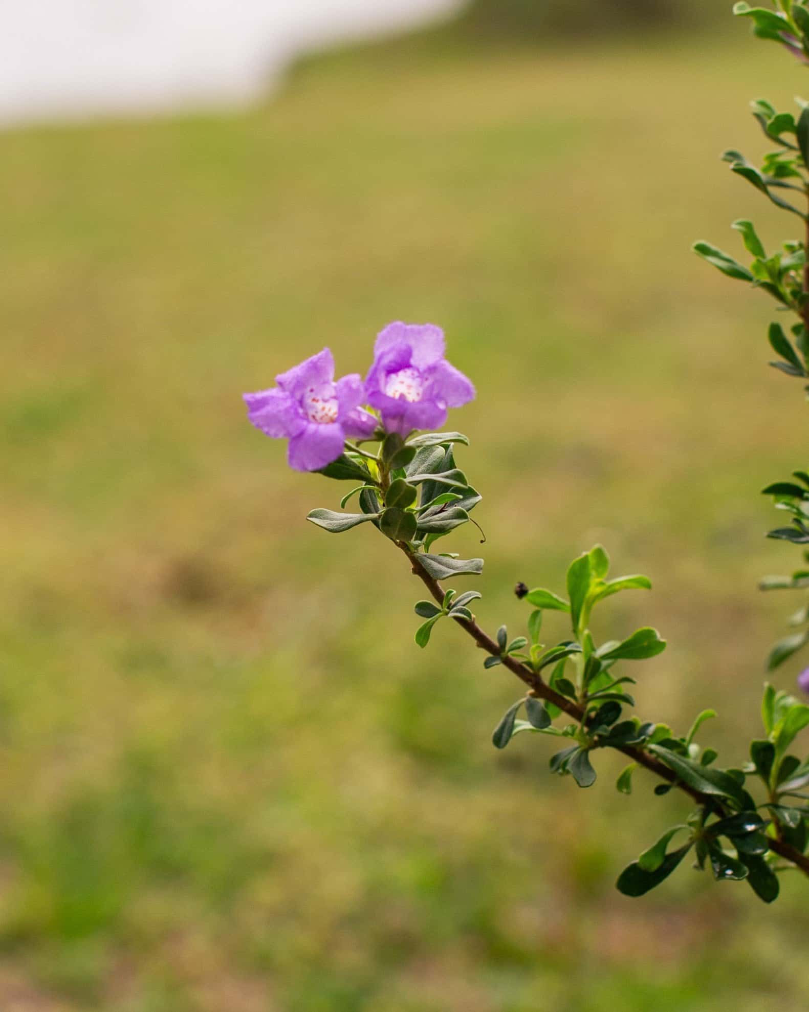 Purple Rain Texas Sage - Image 3
