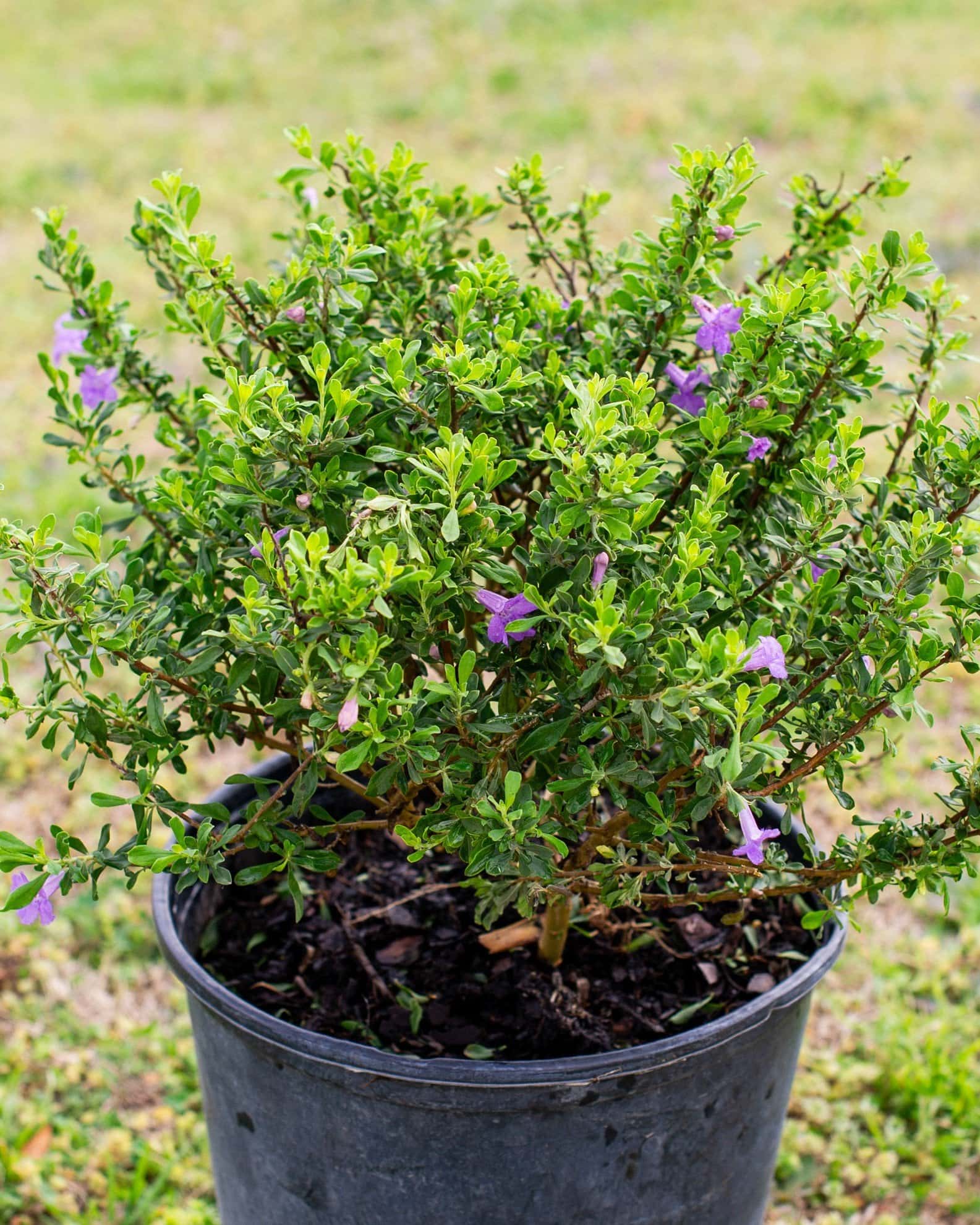 Purple Rain Texas Sage - Image 5