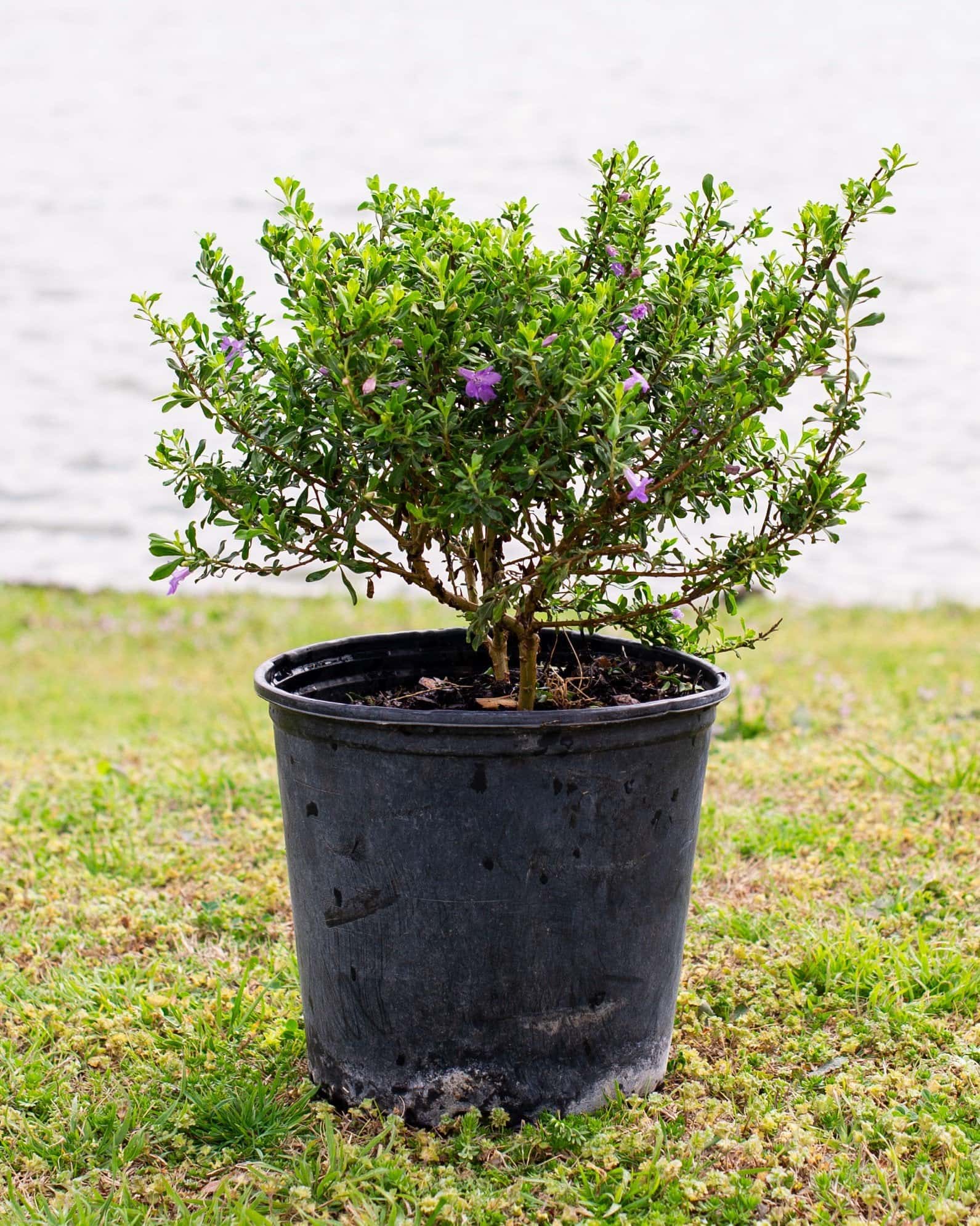 Purple Rain Texas Sage - Image 1