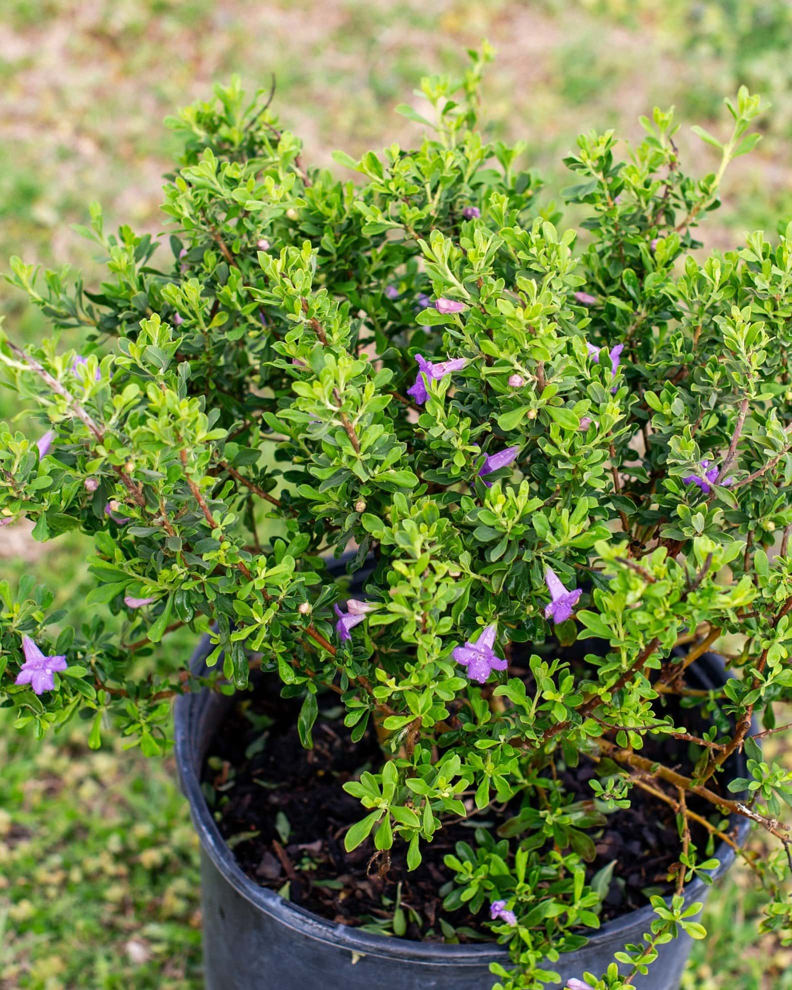 Purple Rain Texas Sage - Image 2