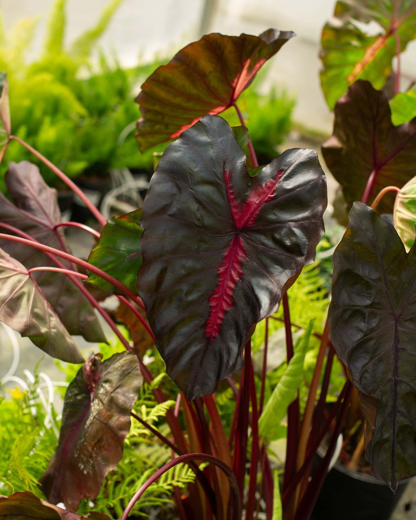 Redemption Elephant Ear - Image 2