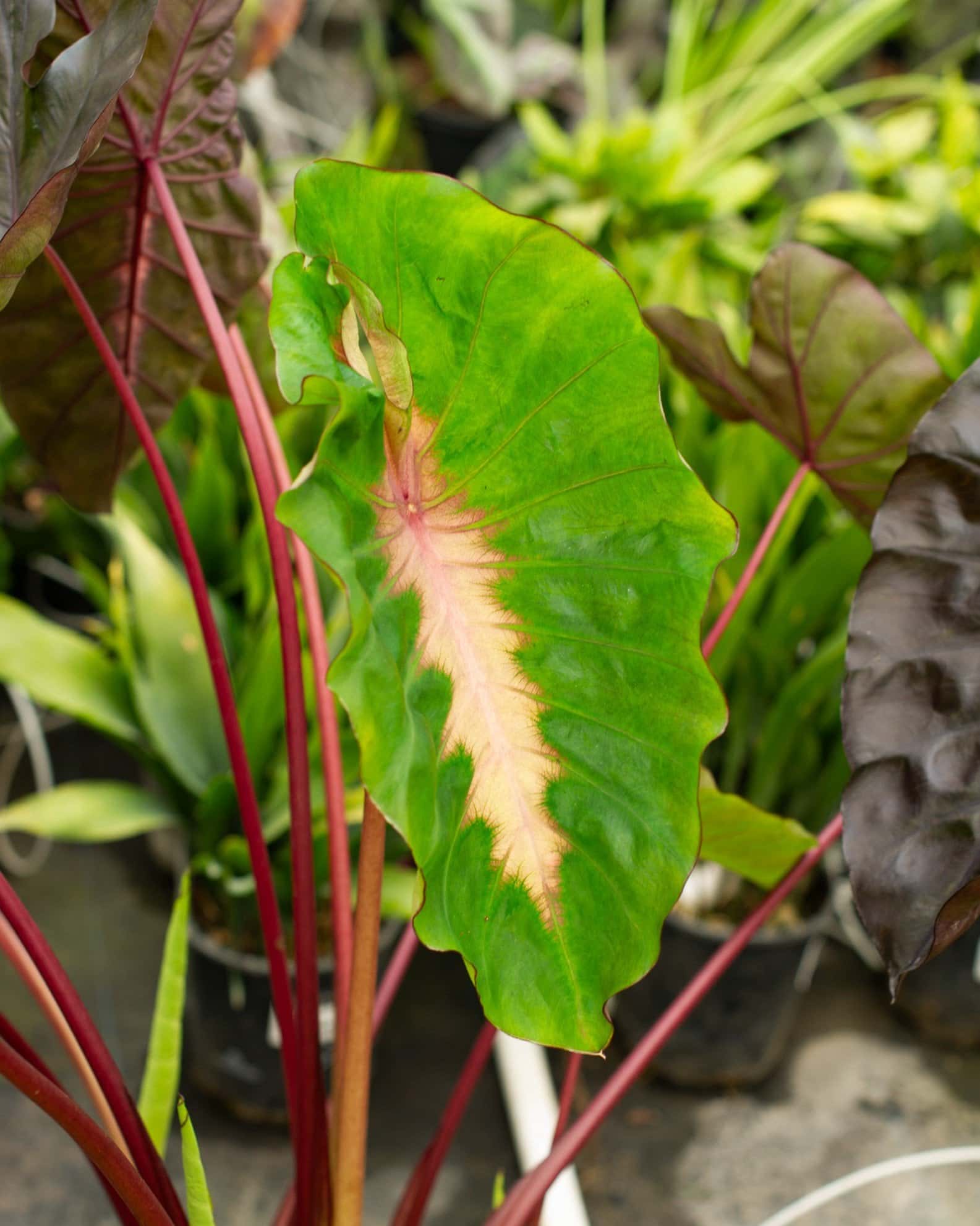 Redemption Elephant Ear - Image 5