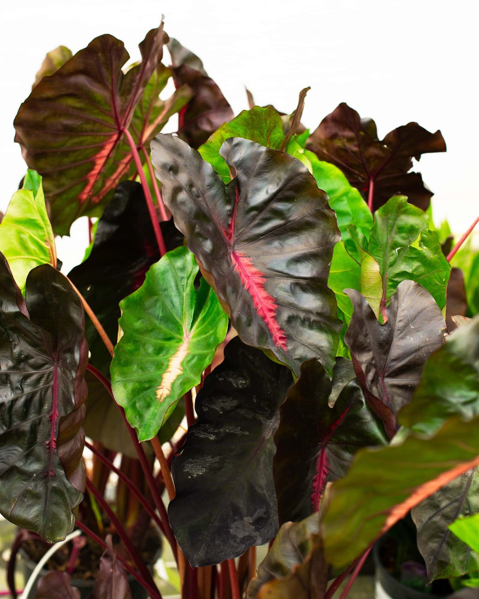 Redemption Elephant Ear - Image 6