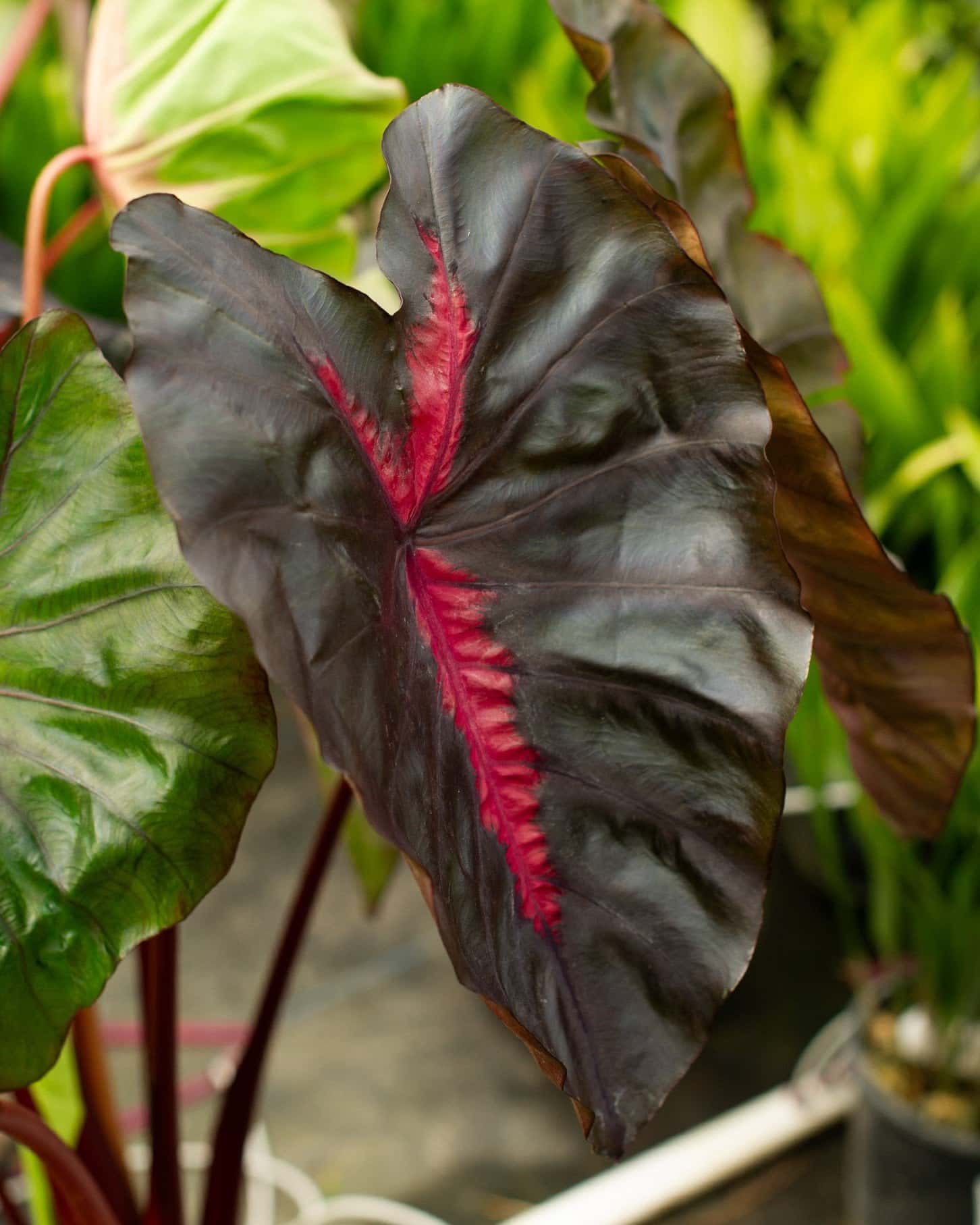 Redemption Elephant Ear - Image 3