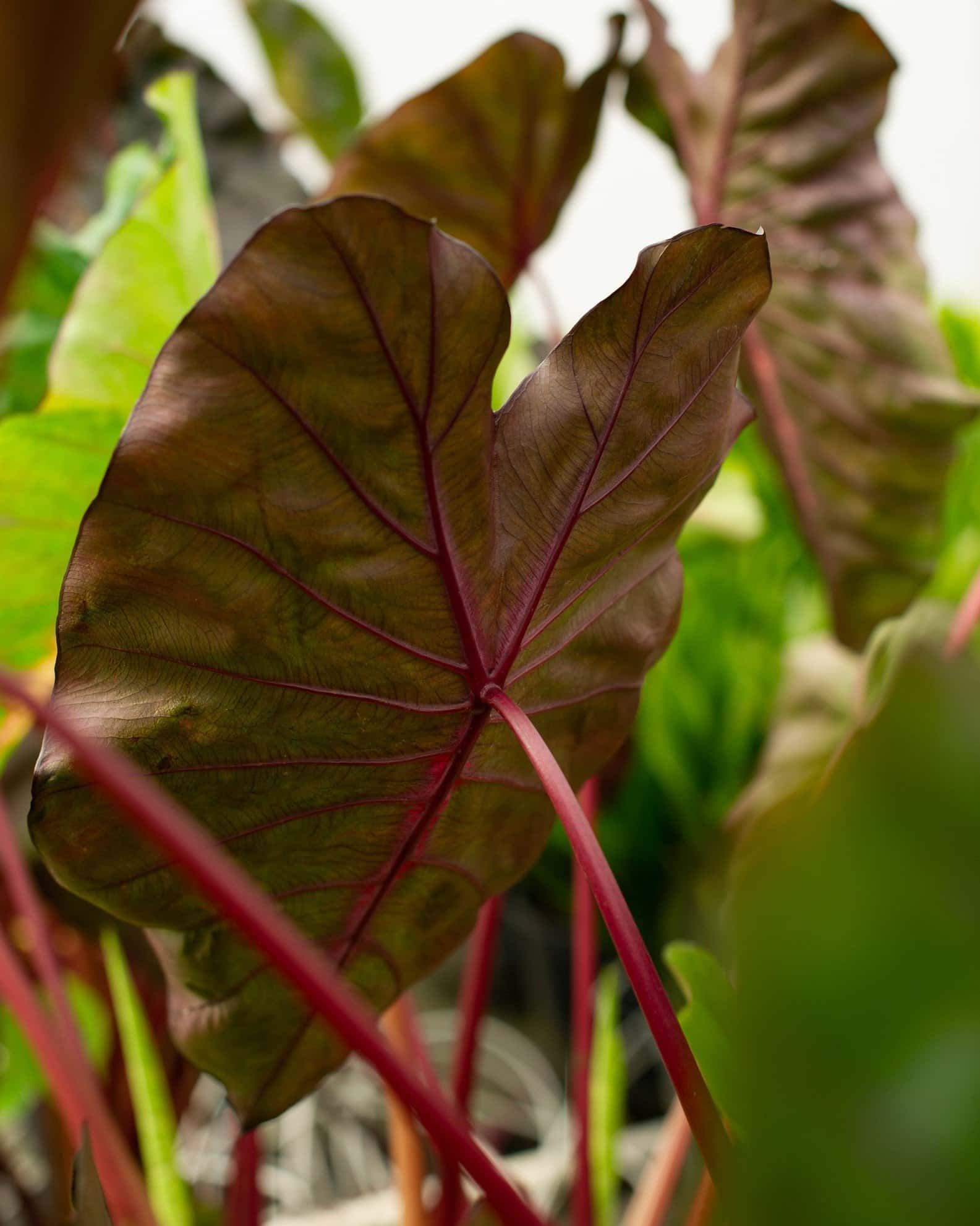 Redemption Elephant Ear - Image 7