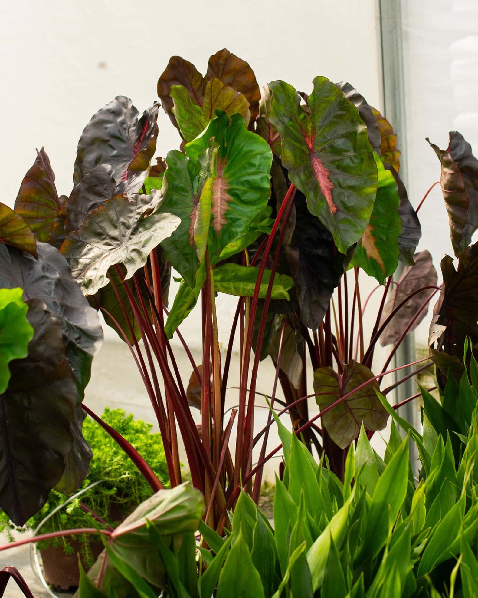 Redemption Elephant Ear - Image 1