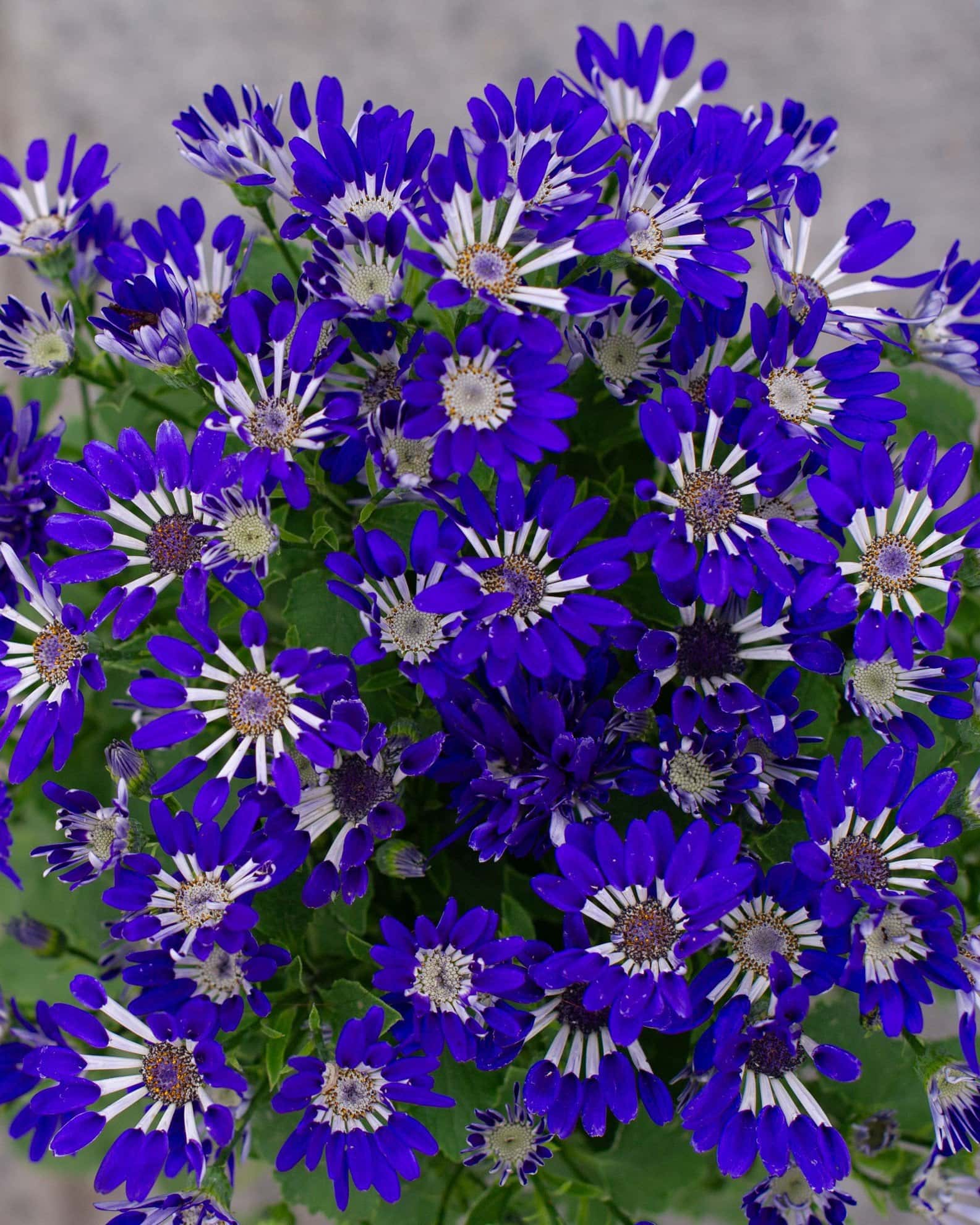 Senetti Blue Spoon Pericallis - Main Image