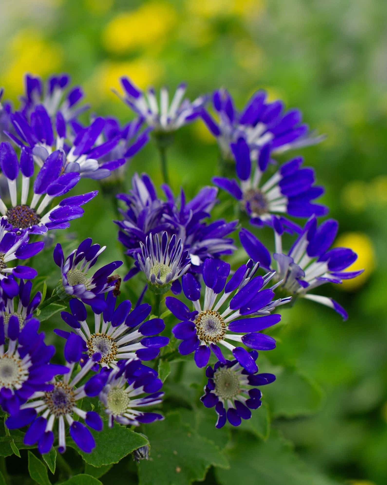 Senetti Blue Spoon Pericallis - Image 2