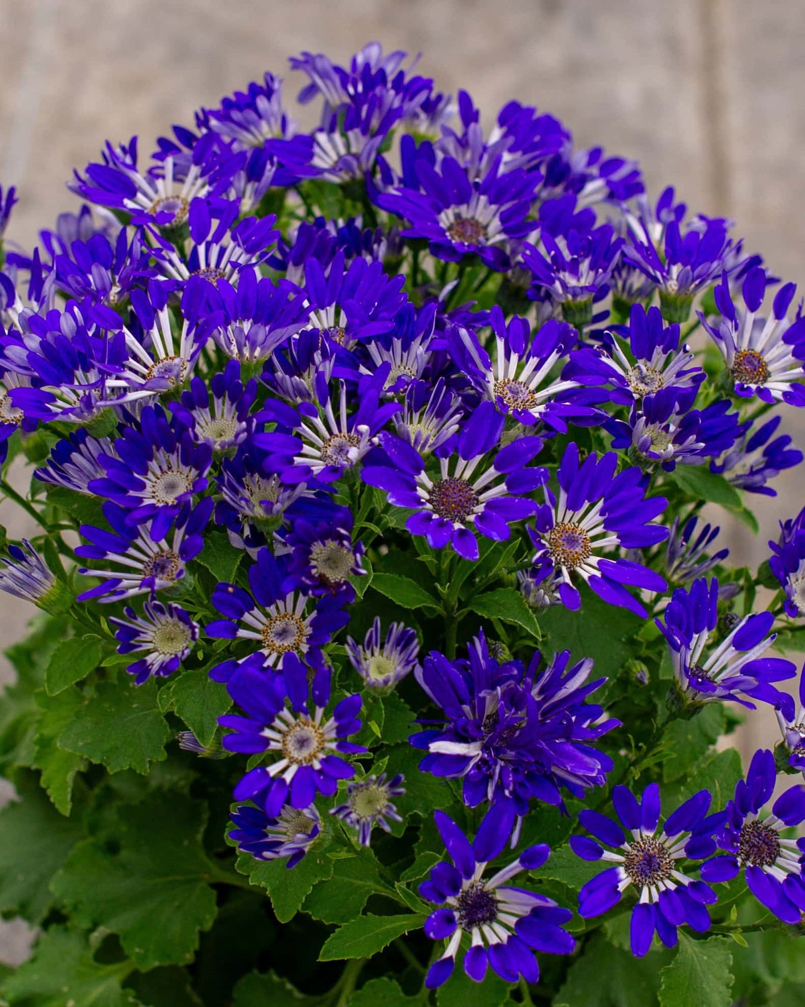 Senetti Blue Spoon Pericallis - Image 3